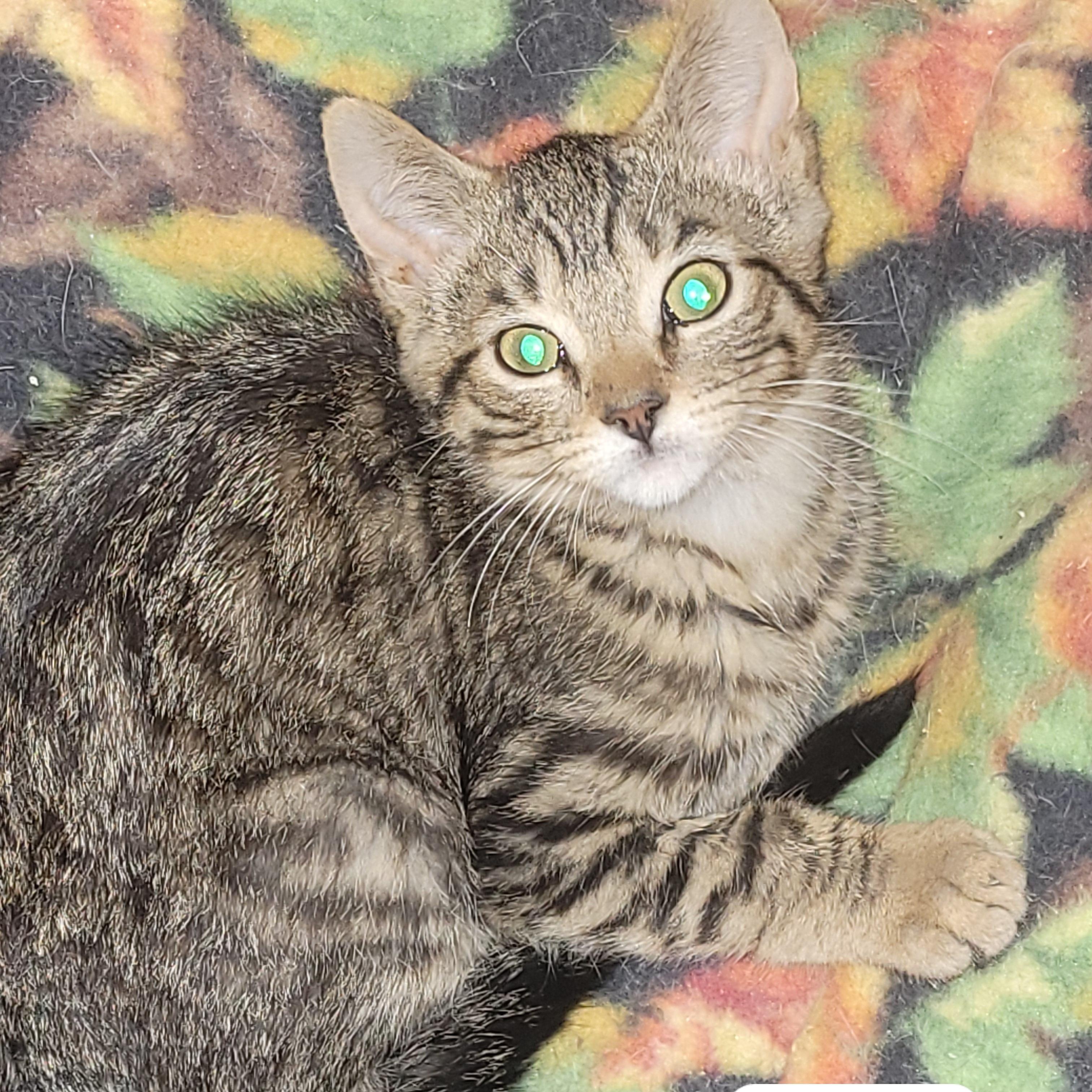 Enlarge Flynt, a Adoptable Domestic Short Hair in Ottawa, ON image 2/6