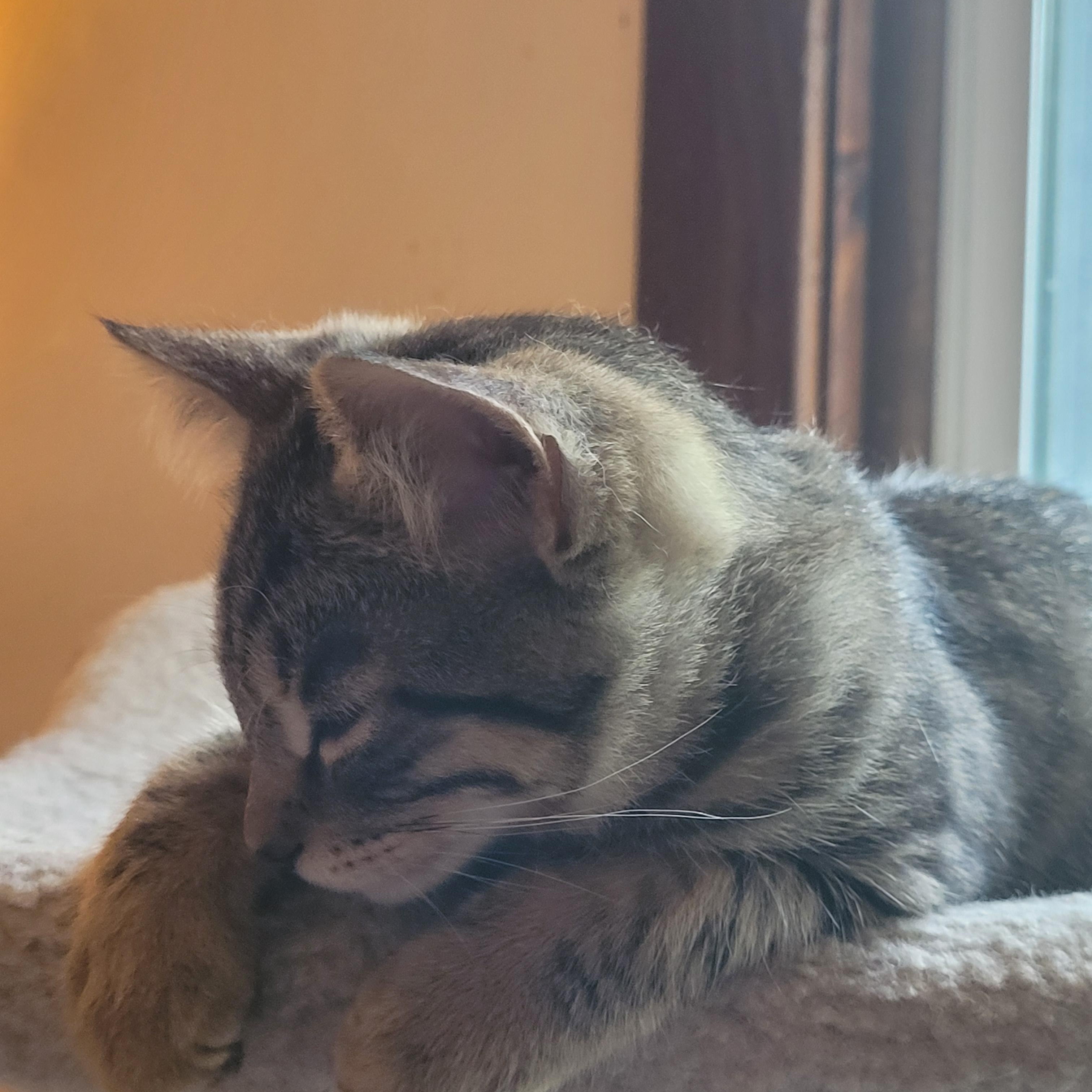 Enlarge Flynt, a Adoptable Domestic Short Hair in Ottawa, ON image 4/6