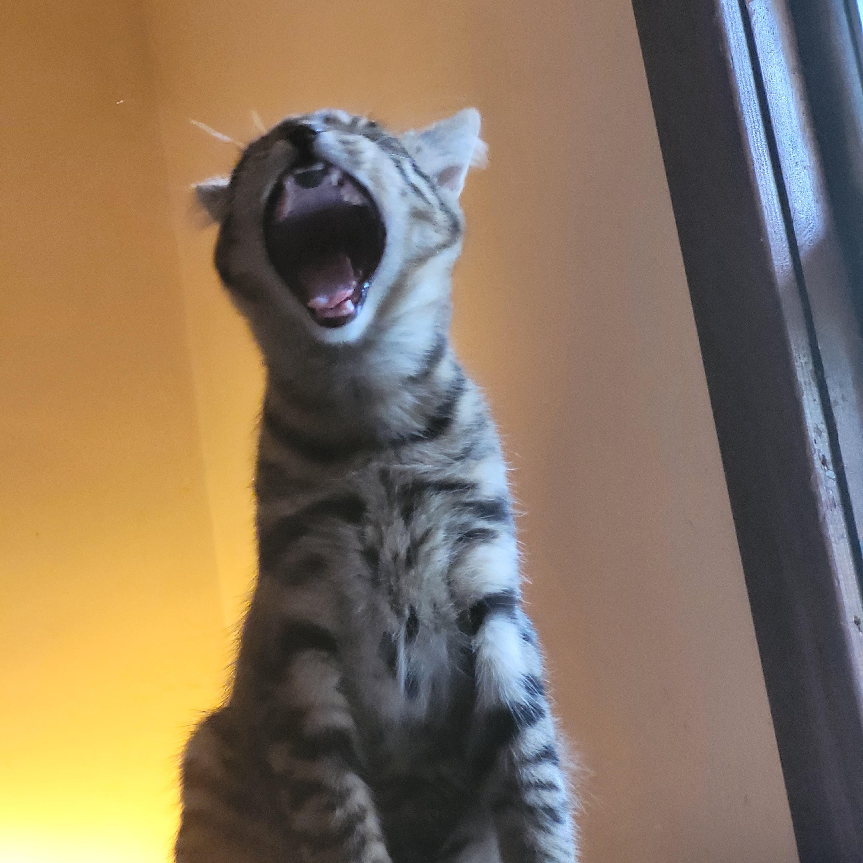 Enlarge Flynt, a Adoptable Domestic Short Hair in Ottawa, ON image 6/6