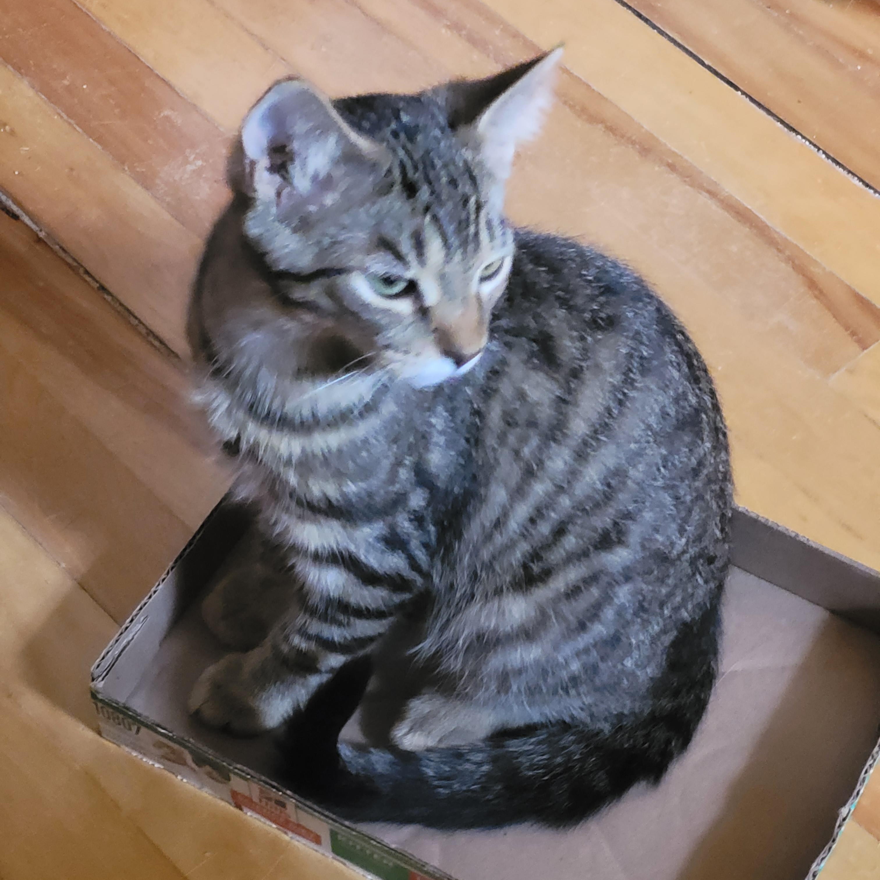 Enlarge Flynt, a Adoptable Domestic Short Hair in Ottawa, ON image 5/6