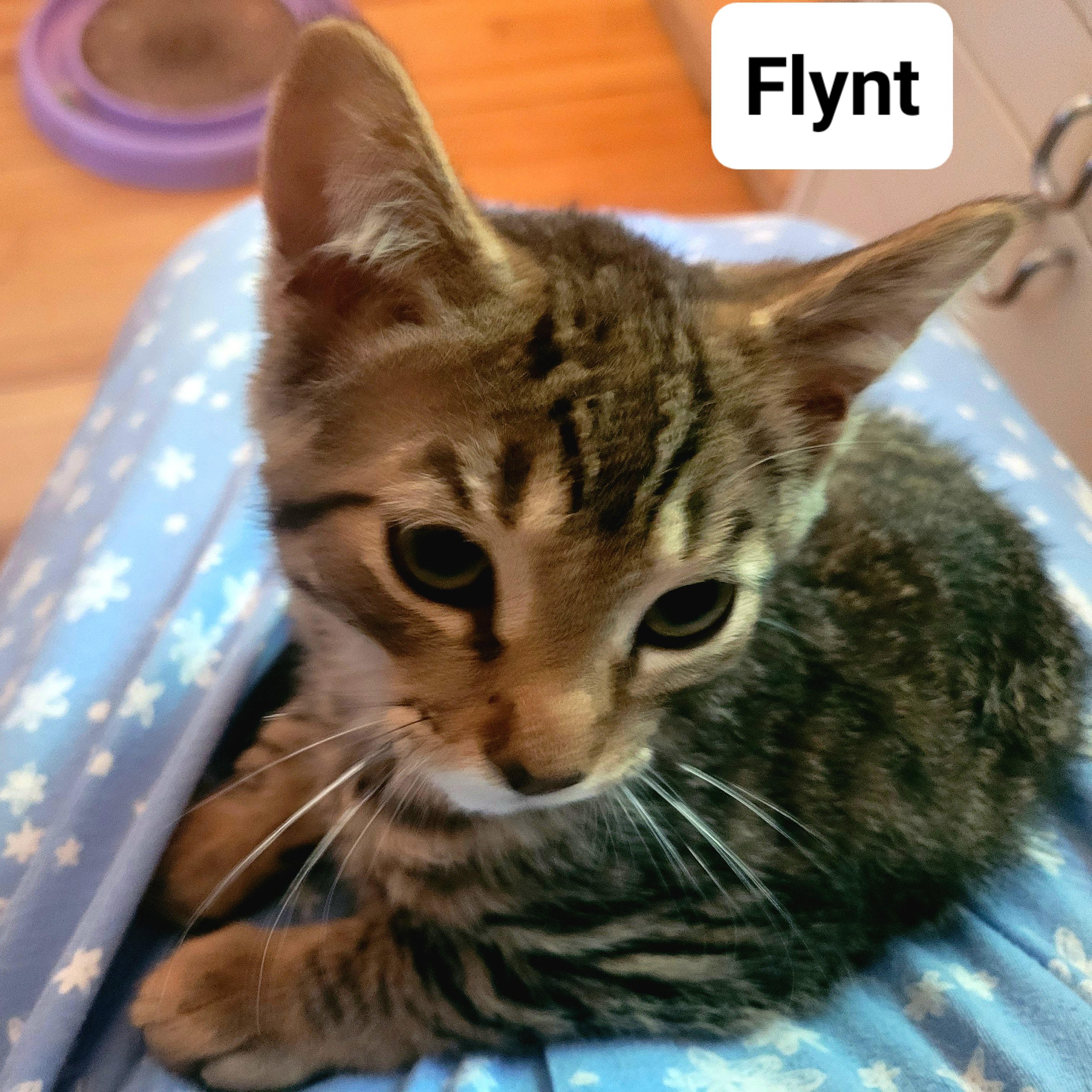 Enlarge Flynt, a Adoptable Domestic Short Hair in Ottawa, ON image 3/6