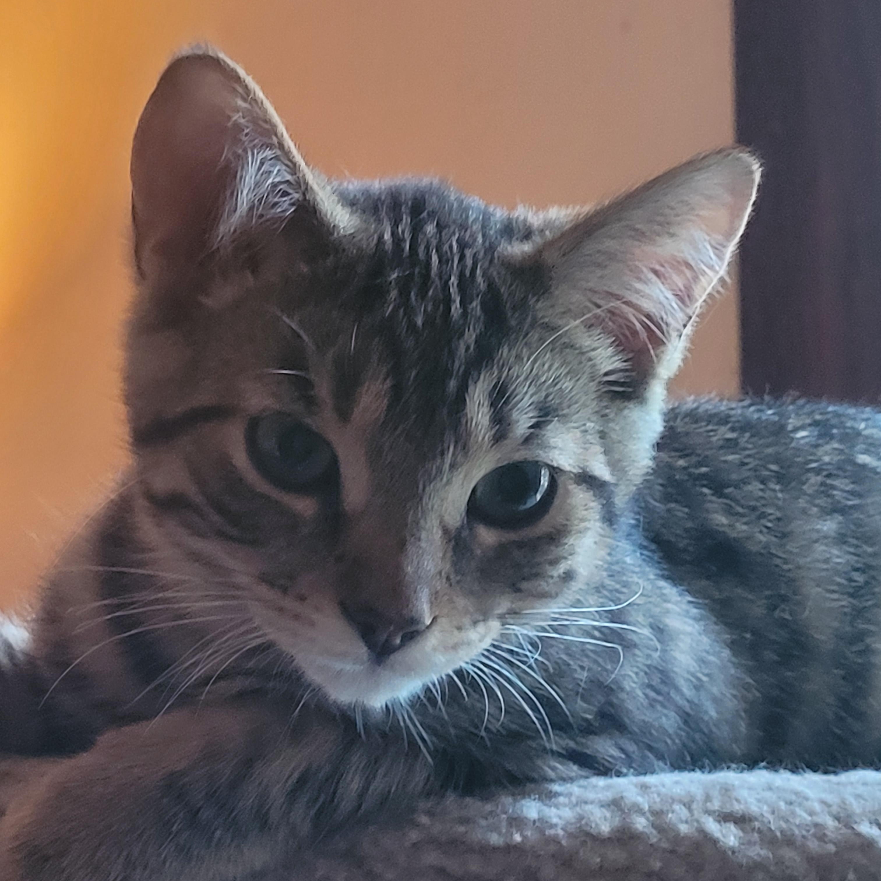 Flynt, Adoptable, Kitten Male Domestic Short Hair.