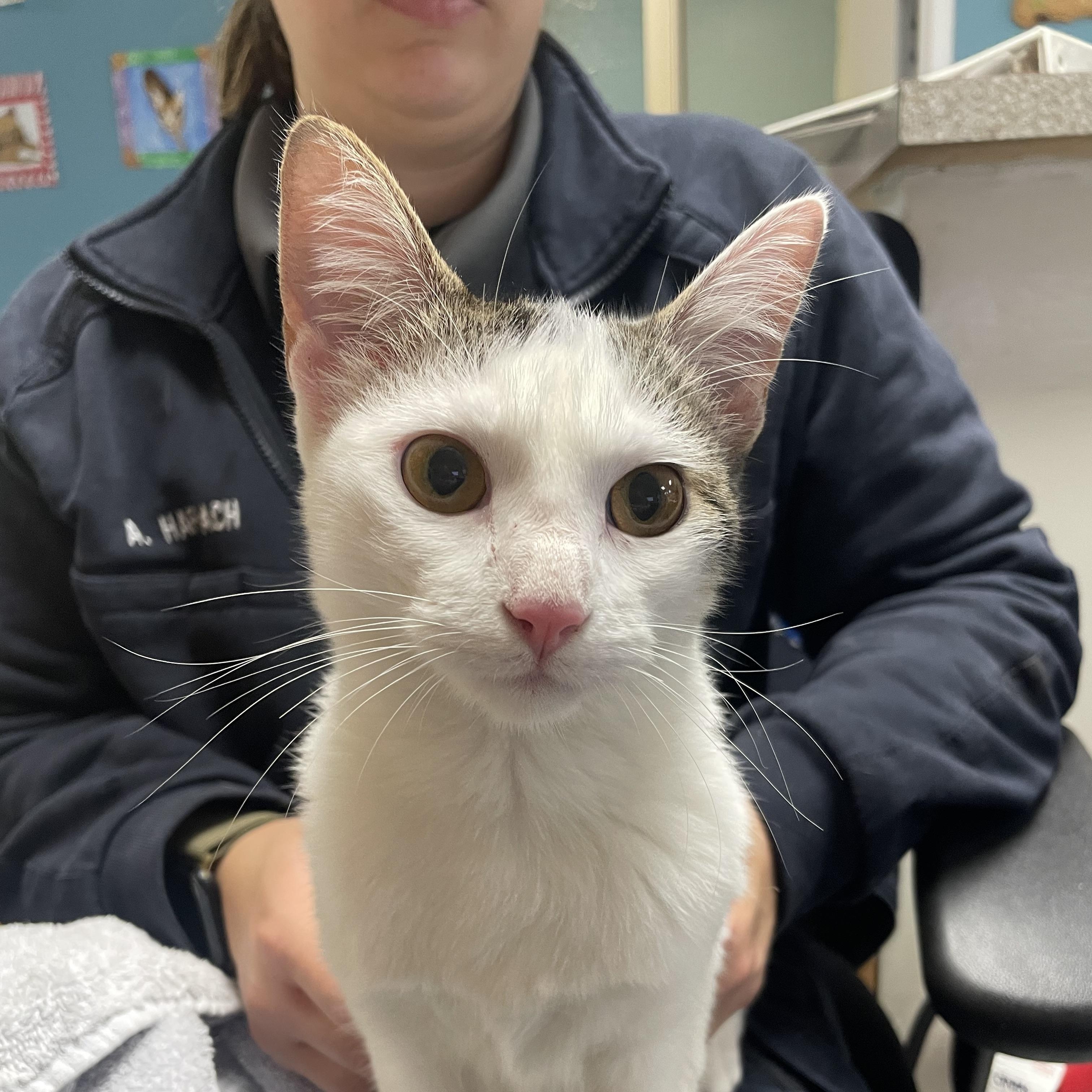 Honey, Adoptable, Adult Female Domestic Short Hair.