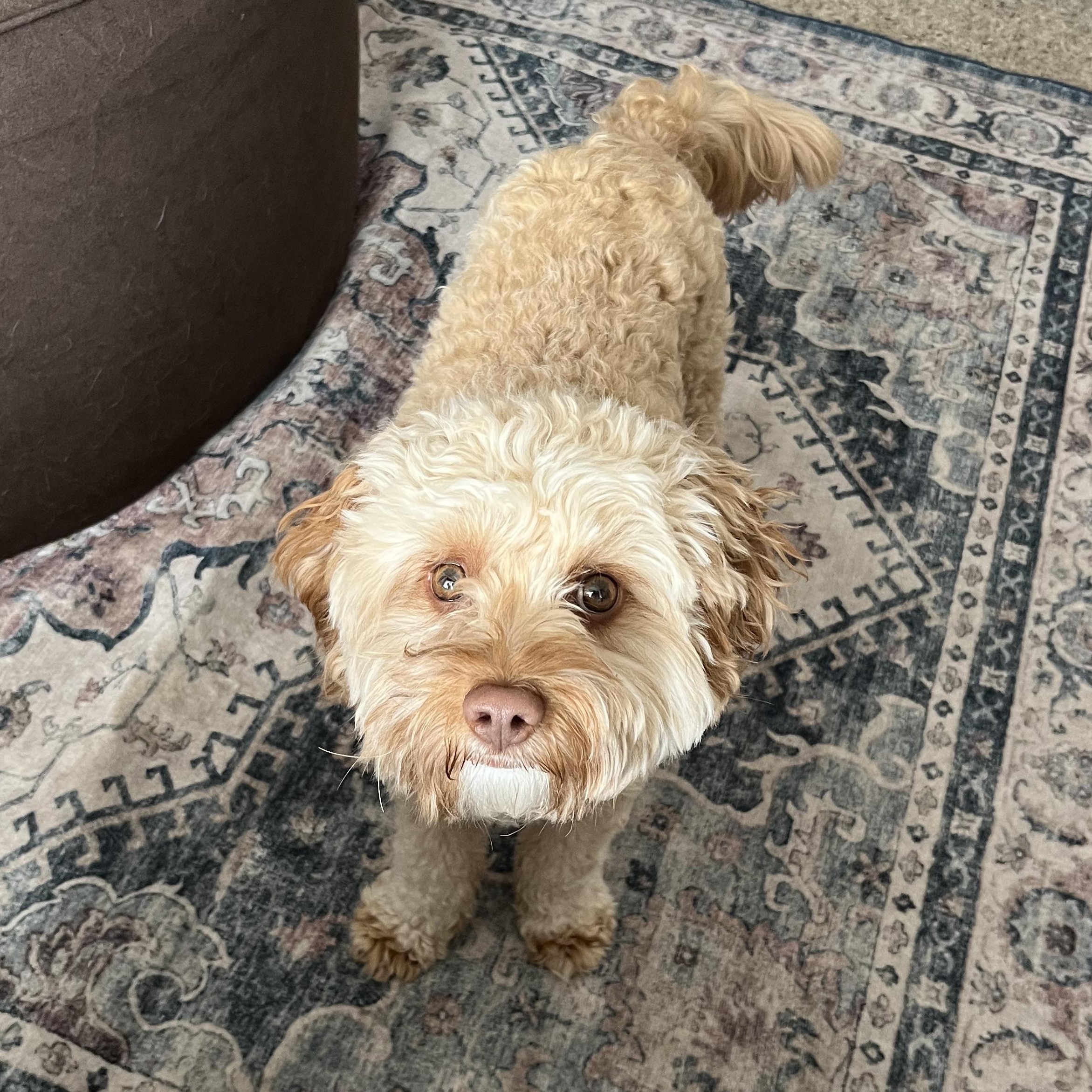 Enlarge Salmon, an adopted Cavapoo in Thayne, WY image 2/2
