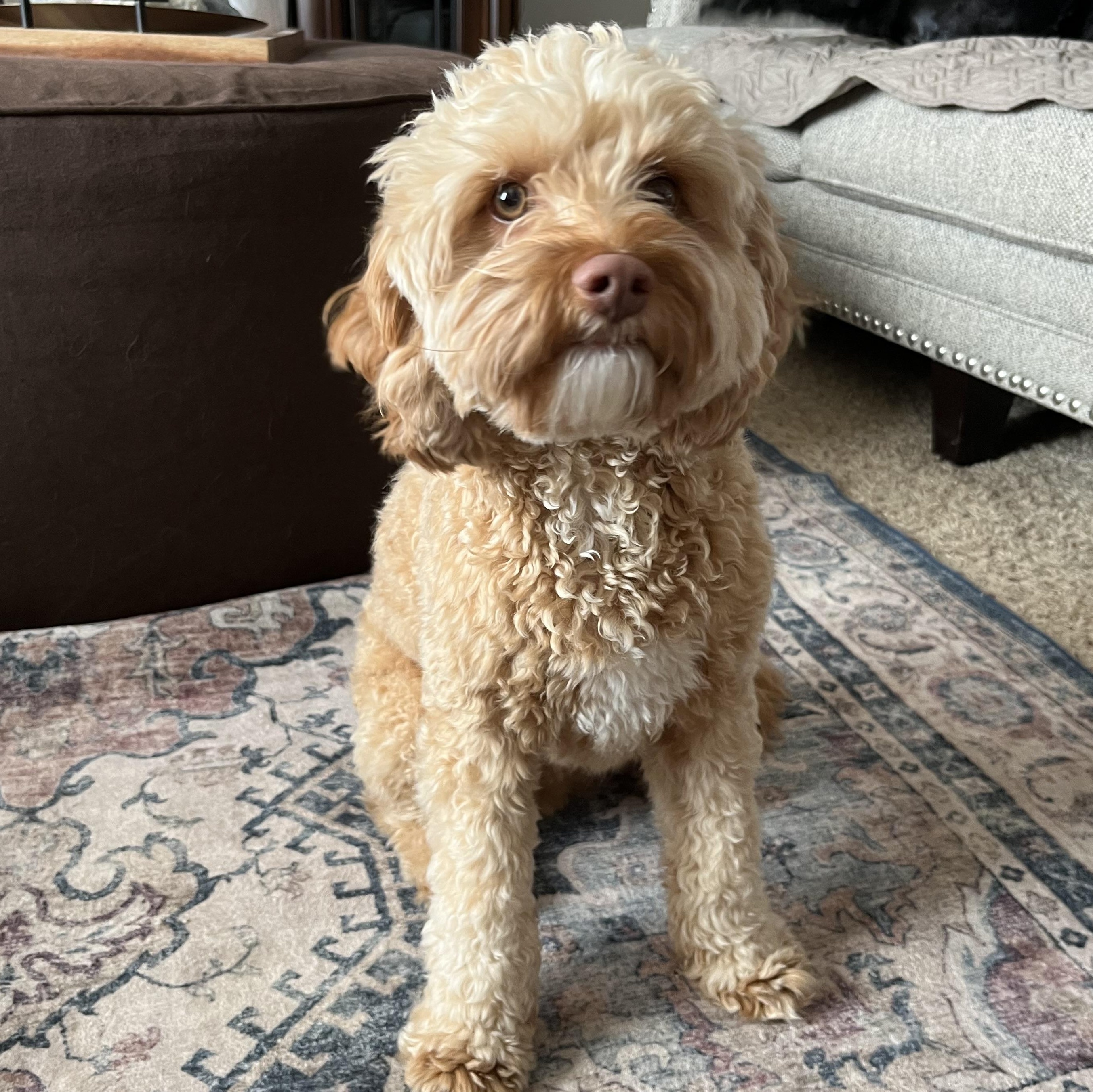 Salmon, adopted, Young Male Cavapoo.