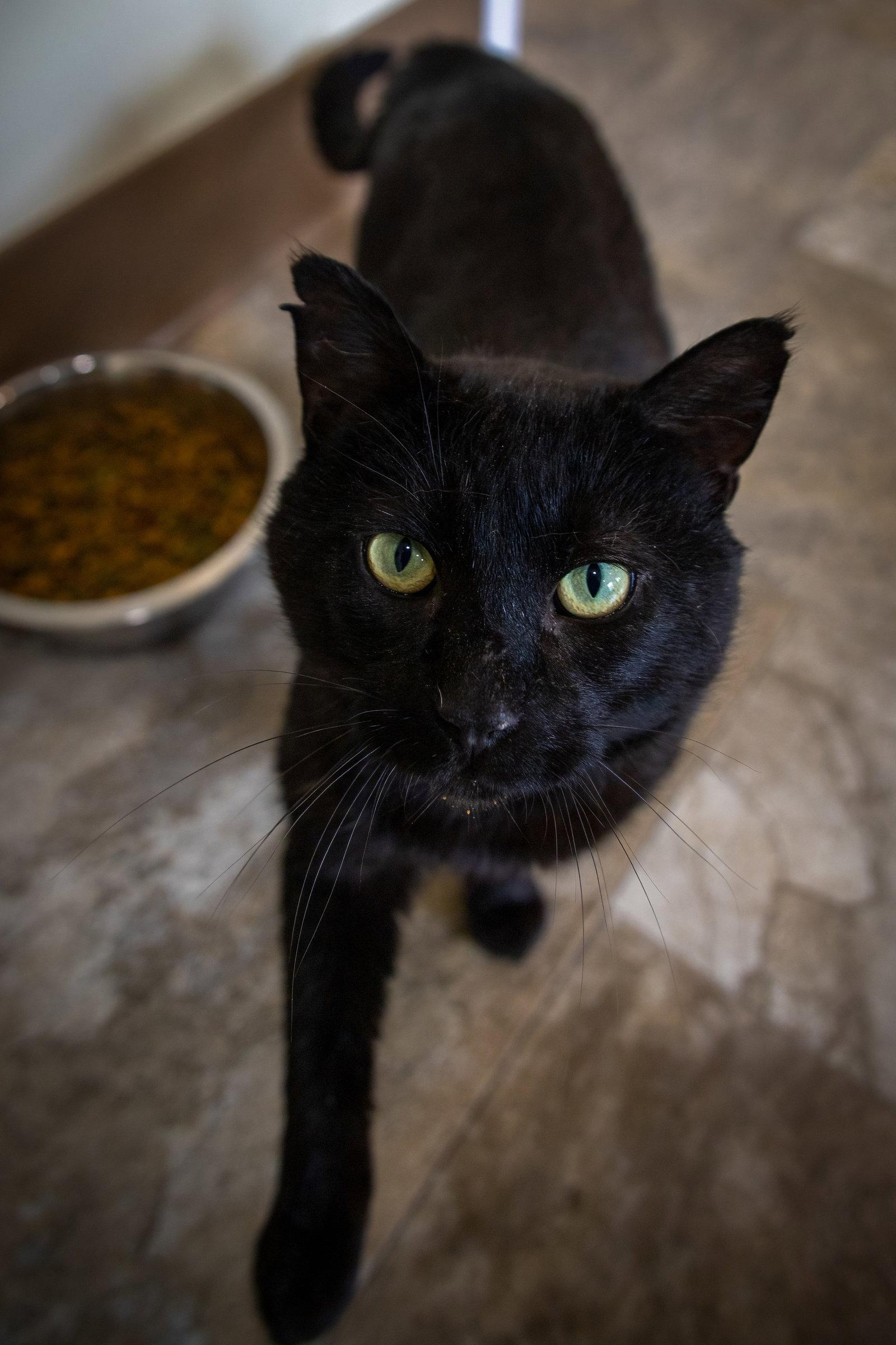 Diesel (FCID# 03/19/2026 - 1 Christiana PS) C, a Adopted Domestic Short Hair in Greenville, DE image 2/3