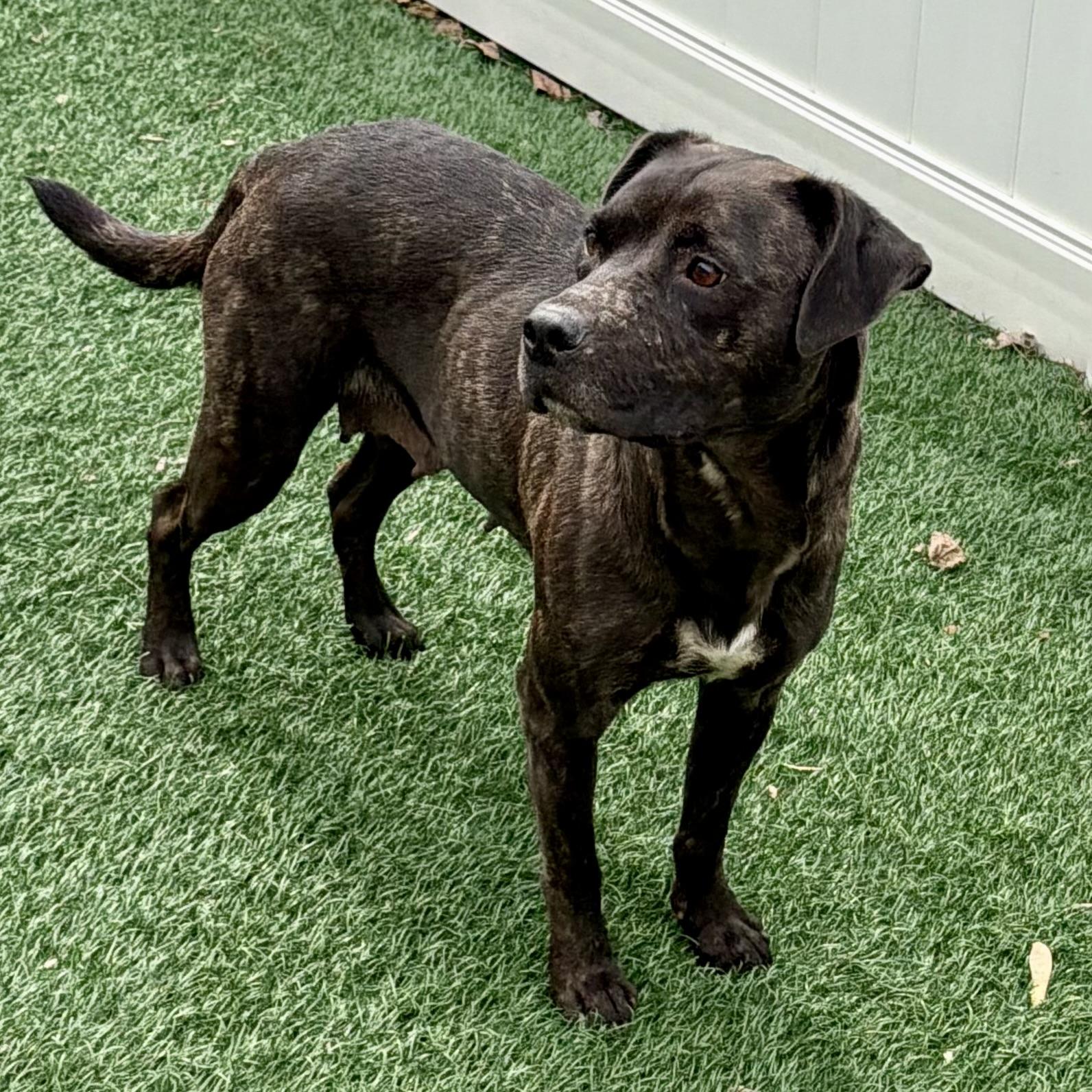 Enlarge Ruby, an adoptable mixed breed in Libertyville, IL image 3/3