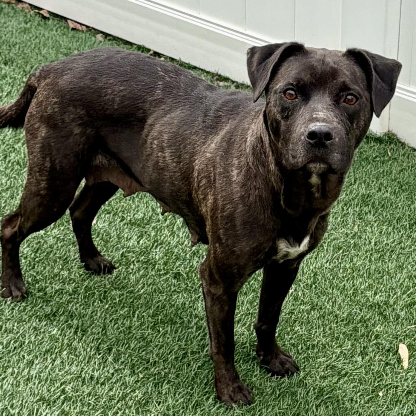 Enlarge Ruby, an adoptable mixed breed in Libertyville, IL image 2/3
