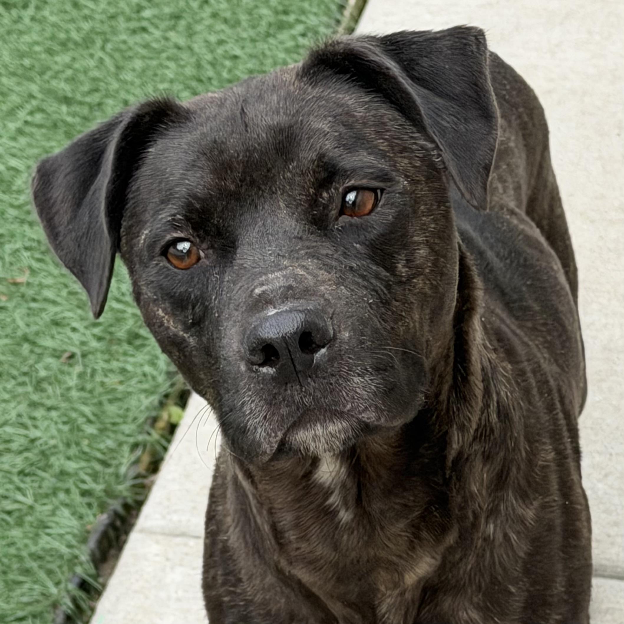 Ruby, adoptable, Adult Female Plott Hound.