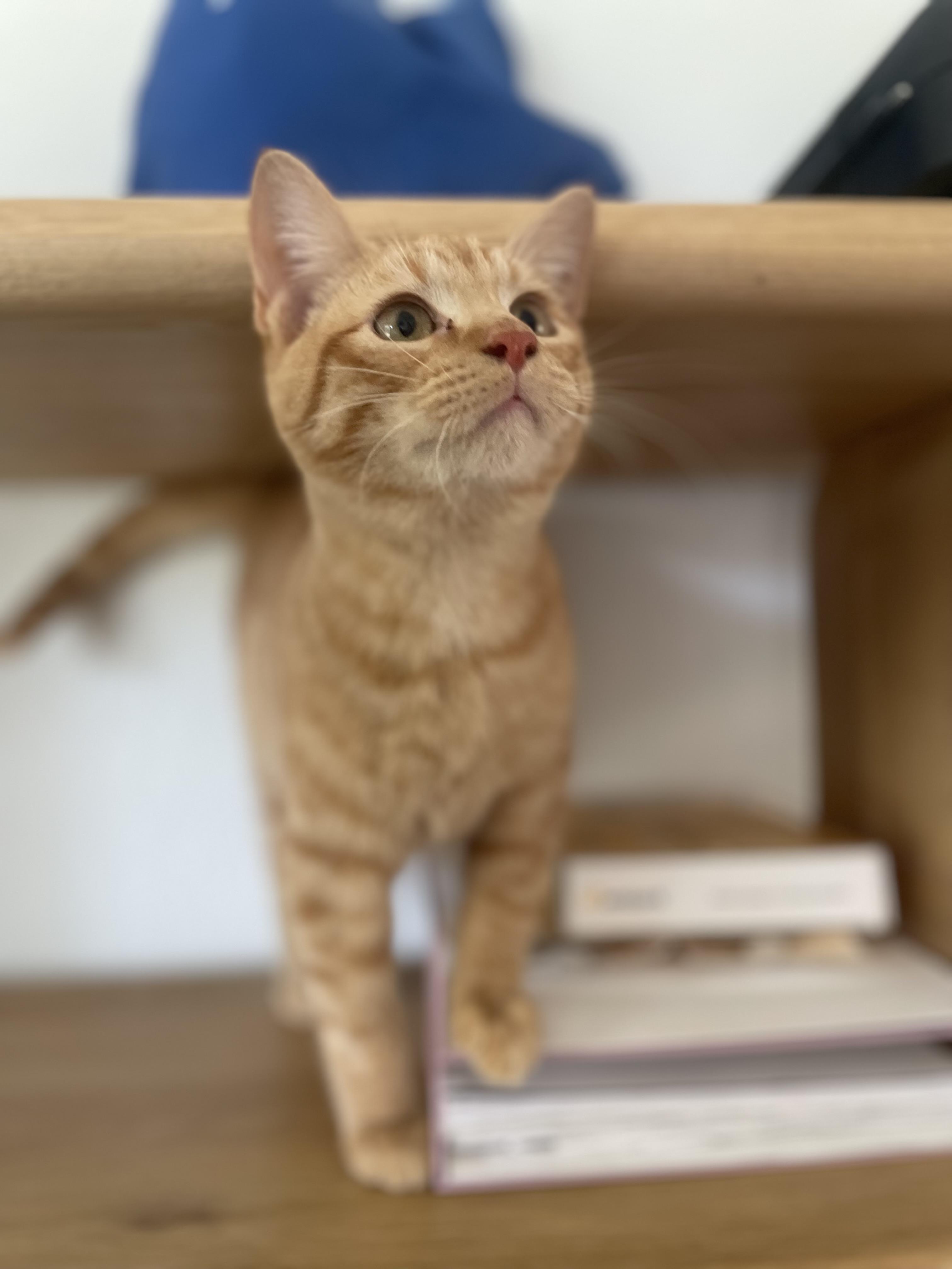 Bean, a ADOPTABLE Domestic Short Hair in Atlanta, GA image 2/5