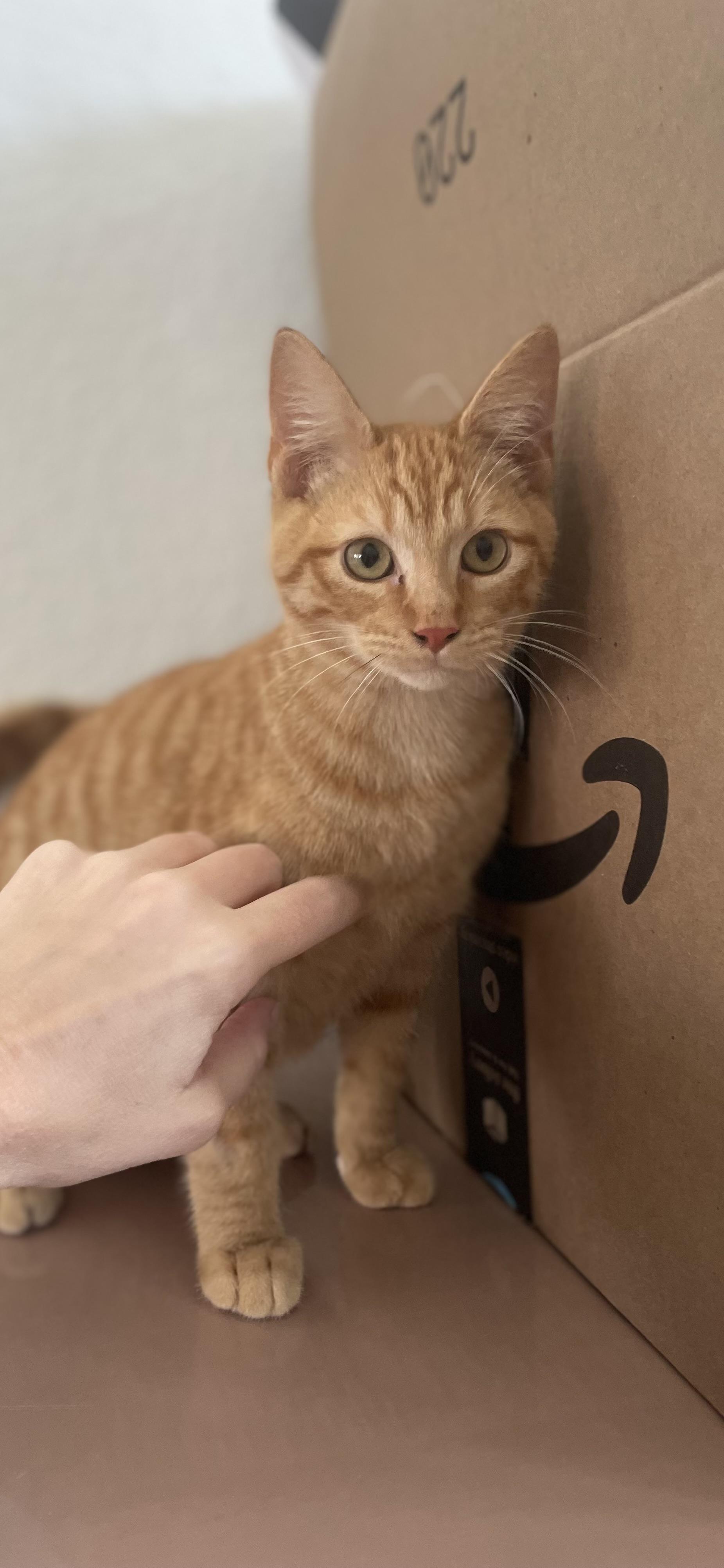 Bean, a ADOPTABLE Domestic Short Hair in Atlanta, GA image 4/5