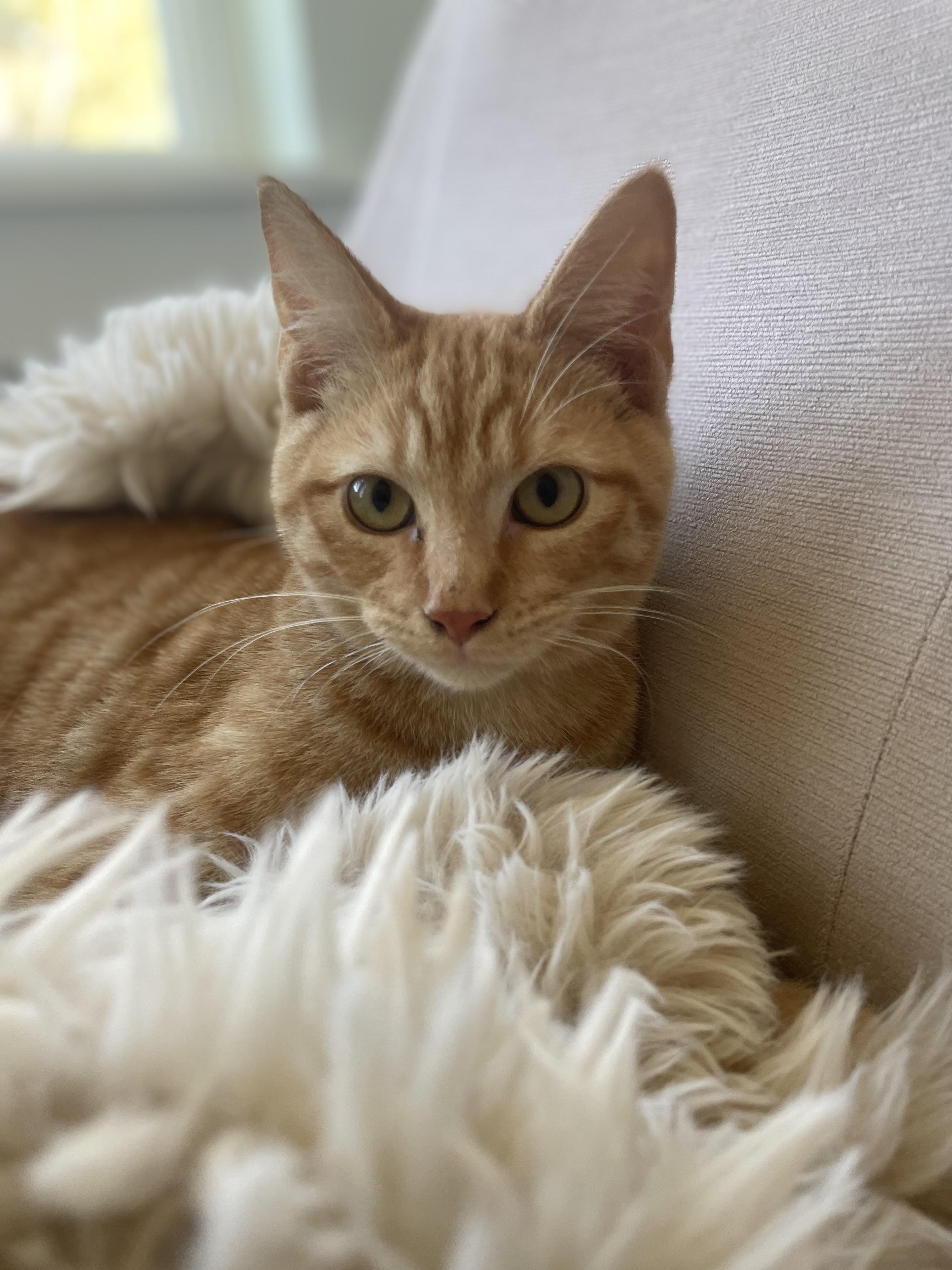 Bean, a ADOPTABLE Domestic Short Hair in Atlanta, GA image 1/5