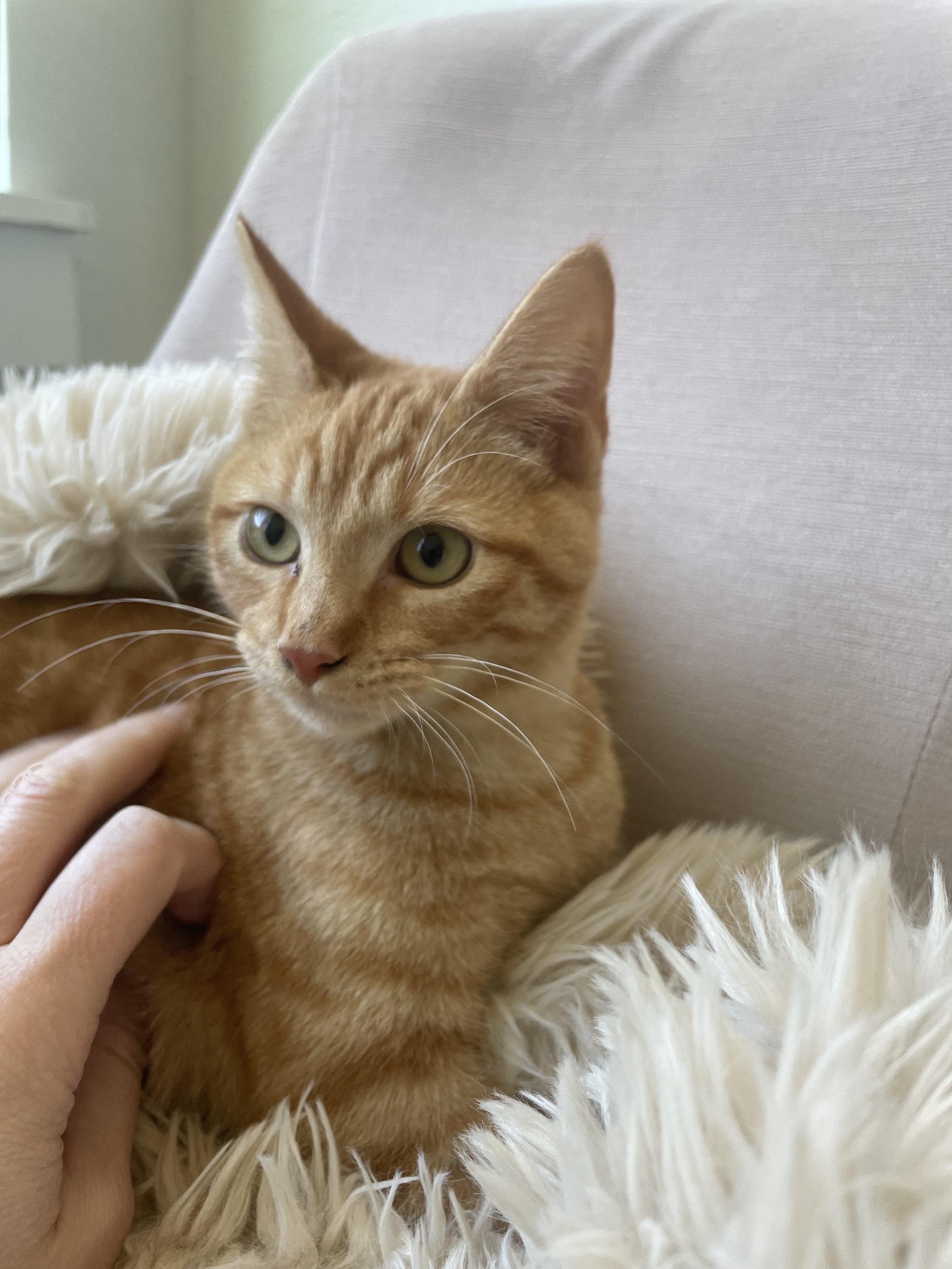 Bean, a ADOPTABLE Domestic Short Hair in Atlanta, GA image 3/5