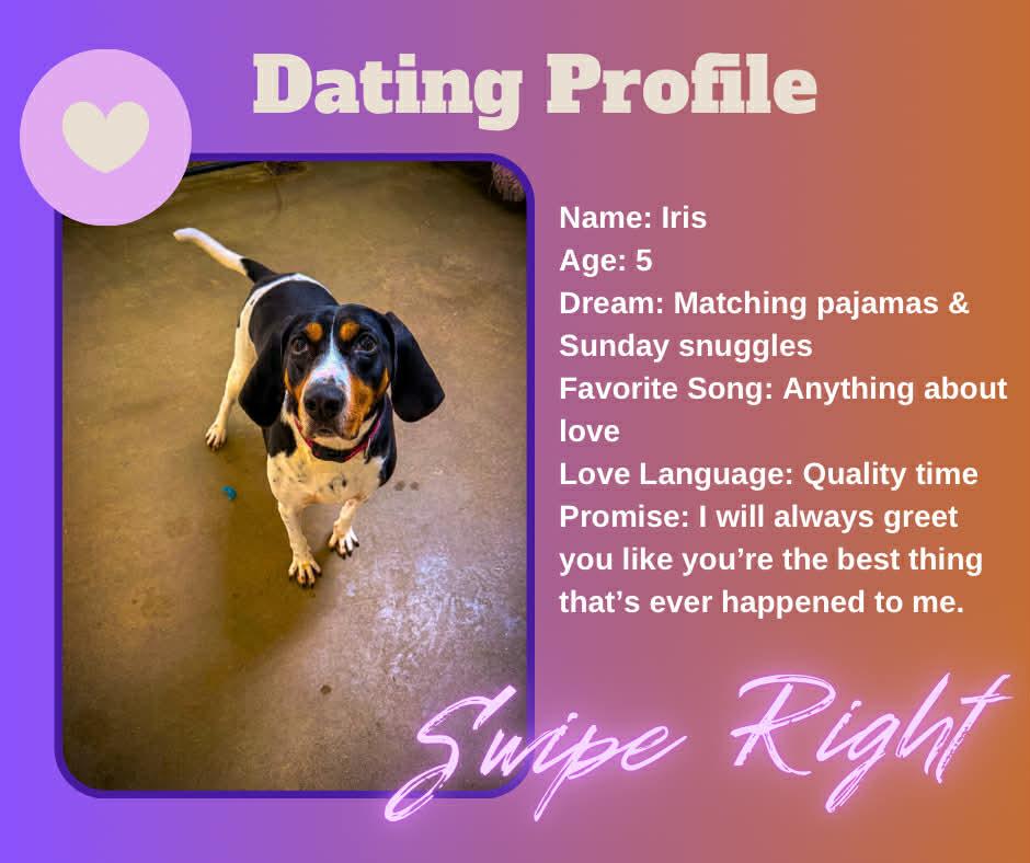 Iris, Adoptable, Young Female Coonhound.