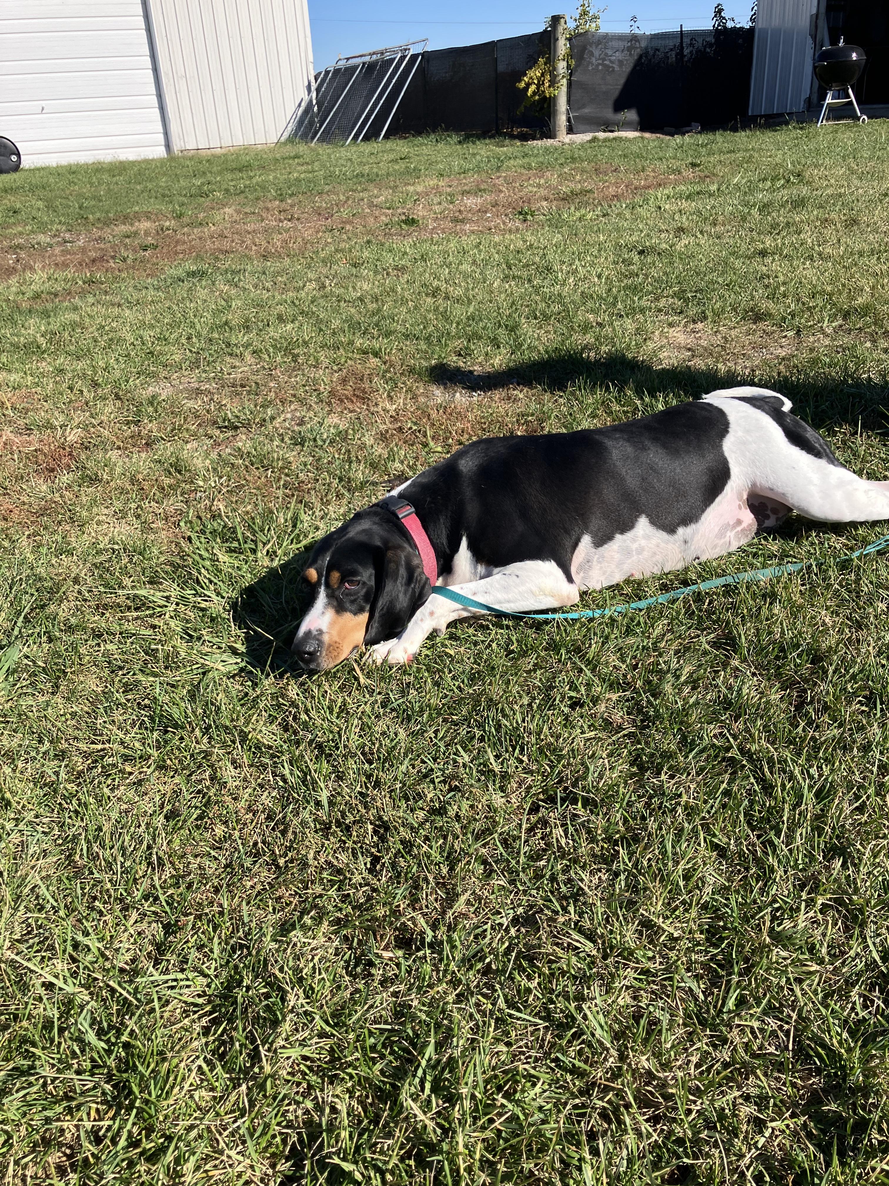 Iris, a Adoptable Coonhound in Monticello, IN image 1/2
