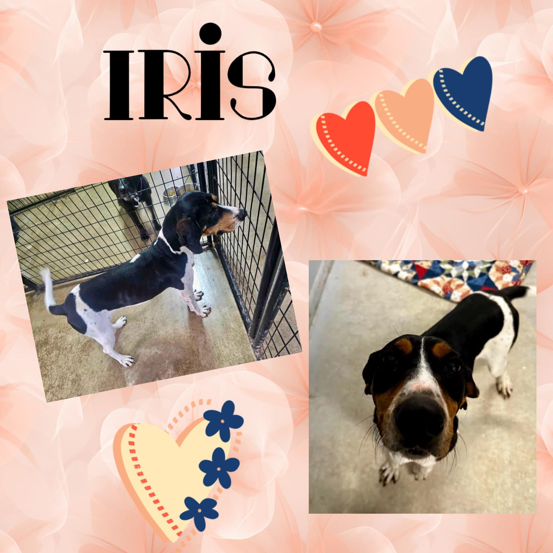 Iris, Adoptable, Young Female Coonhound.