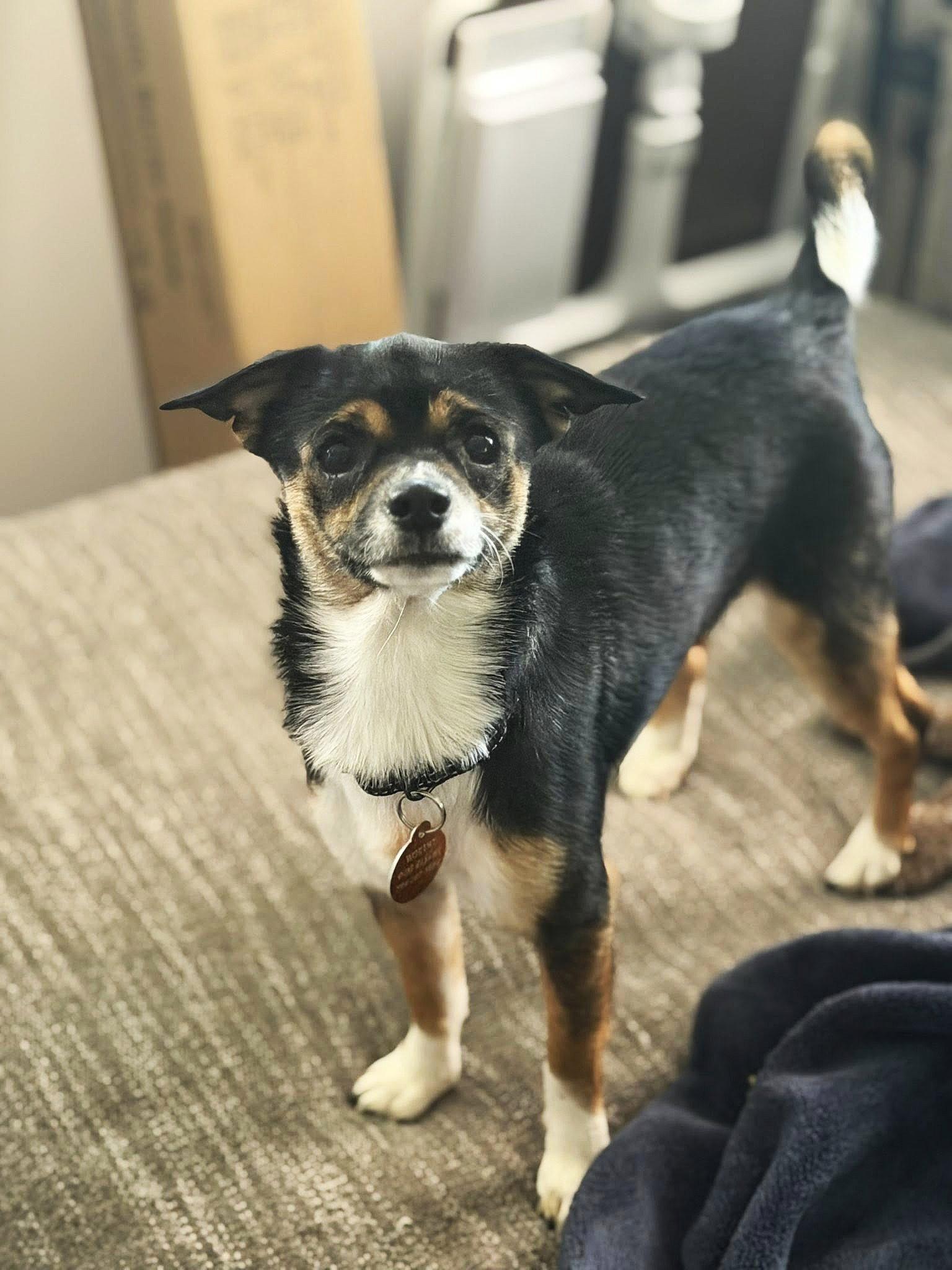 Enlarge Lizzie, a Adoptable Chihuahua in Arlington, VA image 1/3