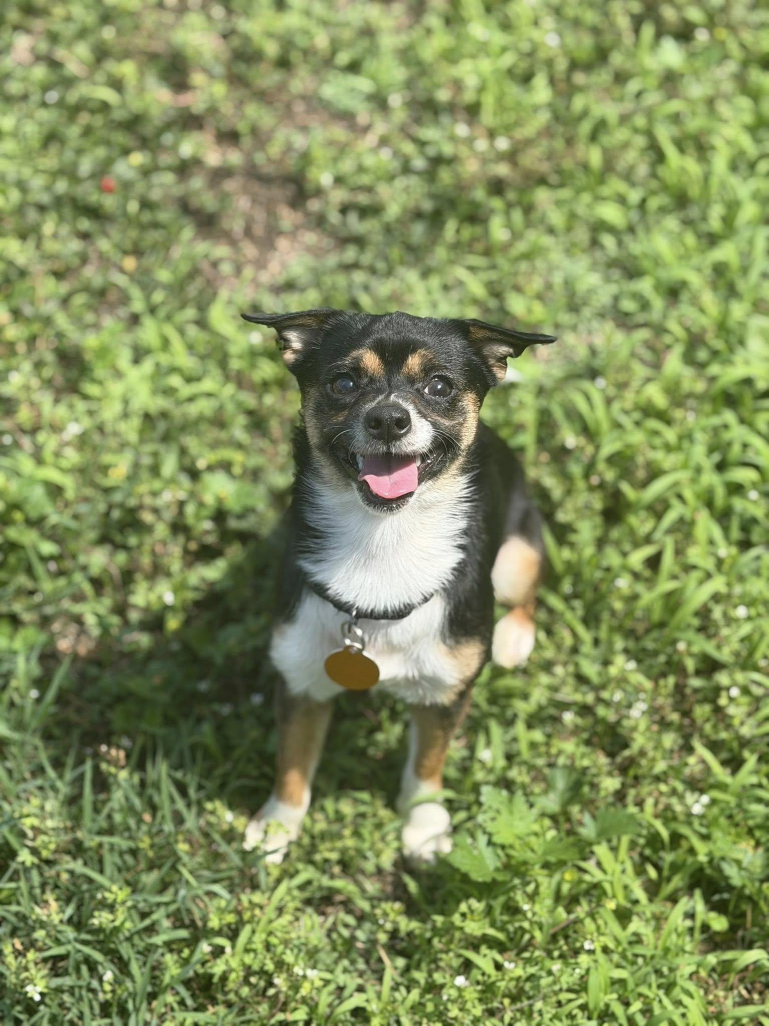 Enlarge Lizzie, a Adoptable Chihuahua in Arlington, VA image 2/3
