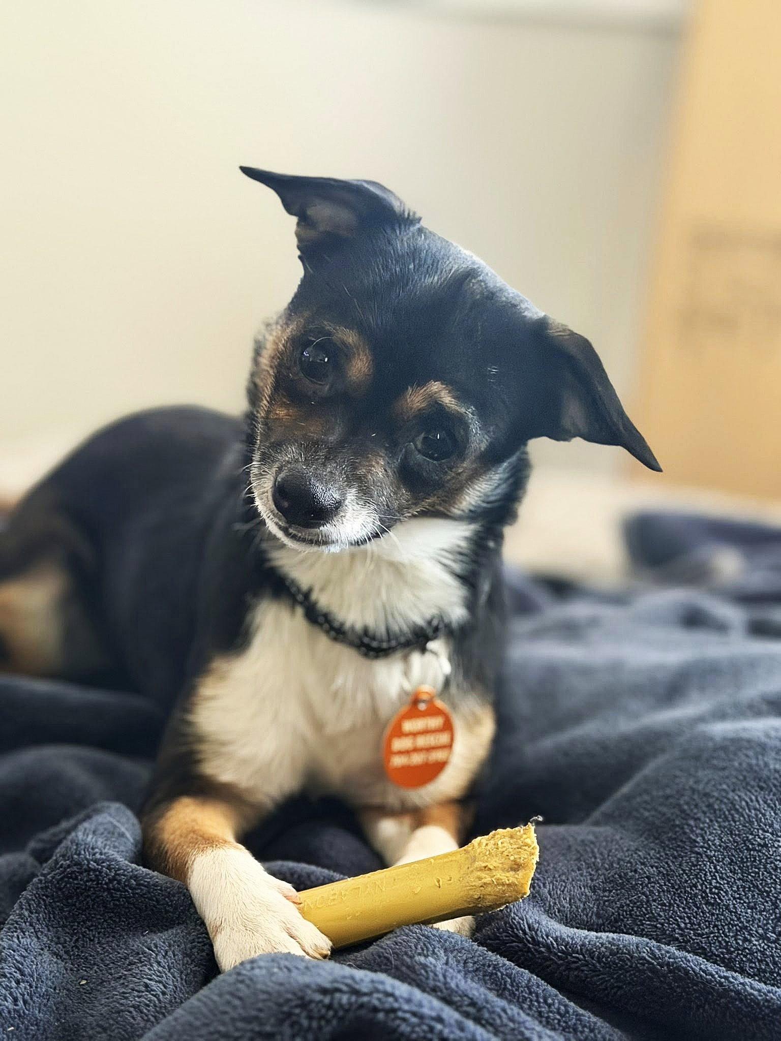 Enlarge Lizzie, a Adoptable Chihuahua in Arlington, VA image 3/3