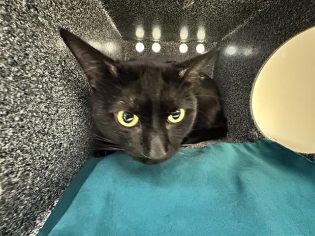 RIDOC, Adoptable, Young Male Domestic Short Hair.