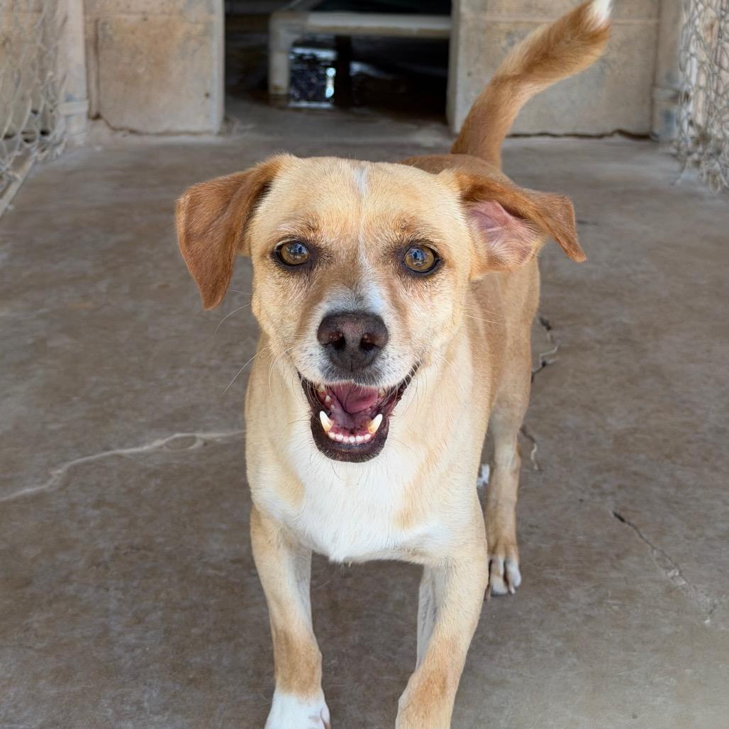 Enlarge Havarti, a Adoptable Terrier in Midland, TX image 1/2