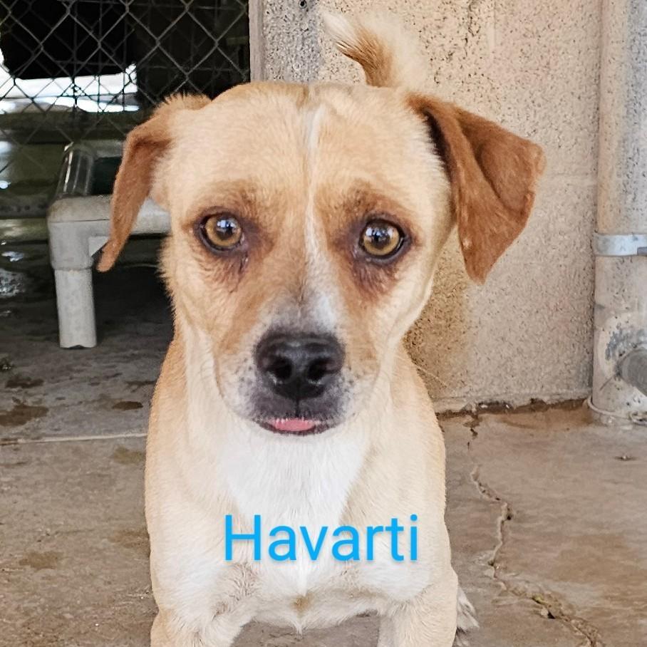 Havarti, Adoptable, Adult Male Terrier.