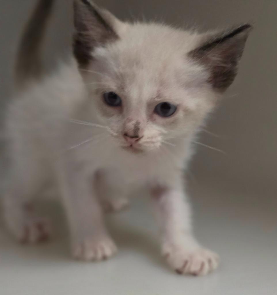 Enlarge Kitten 1, a Adoptable mixed breed in Highland Village, TX image 2/2