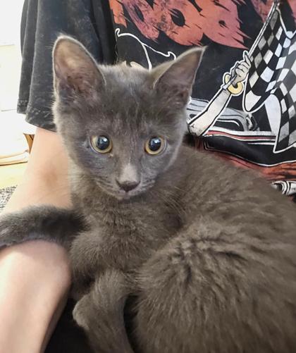 Misty, Adopted, Kitten Female Domestic Short Hair.