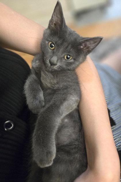 Enlarge Misty, a Adopted mixed breed in New York, NY image 5/6
