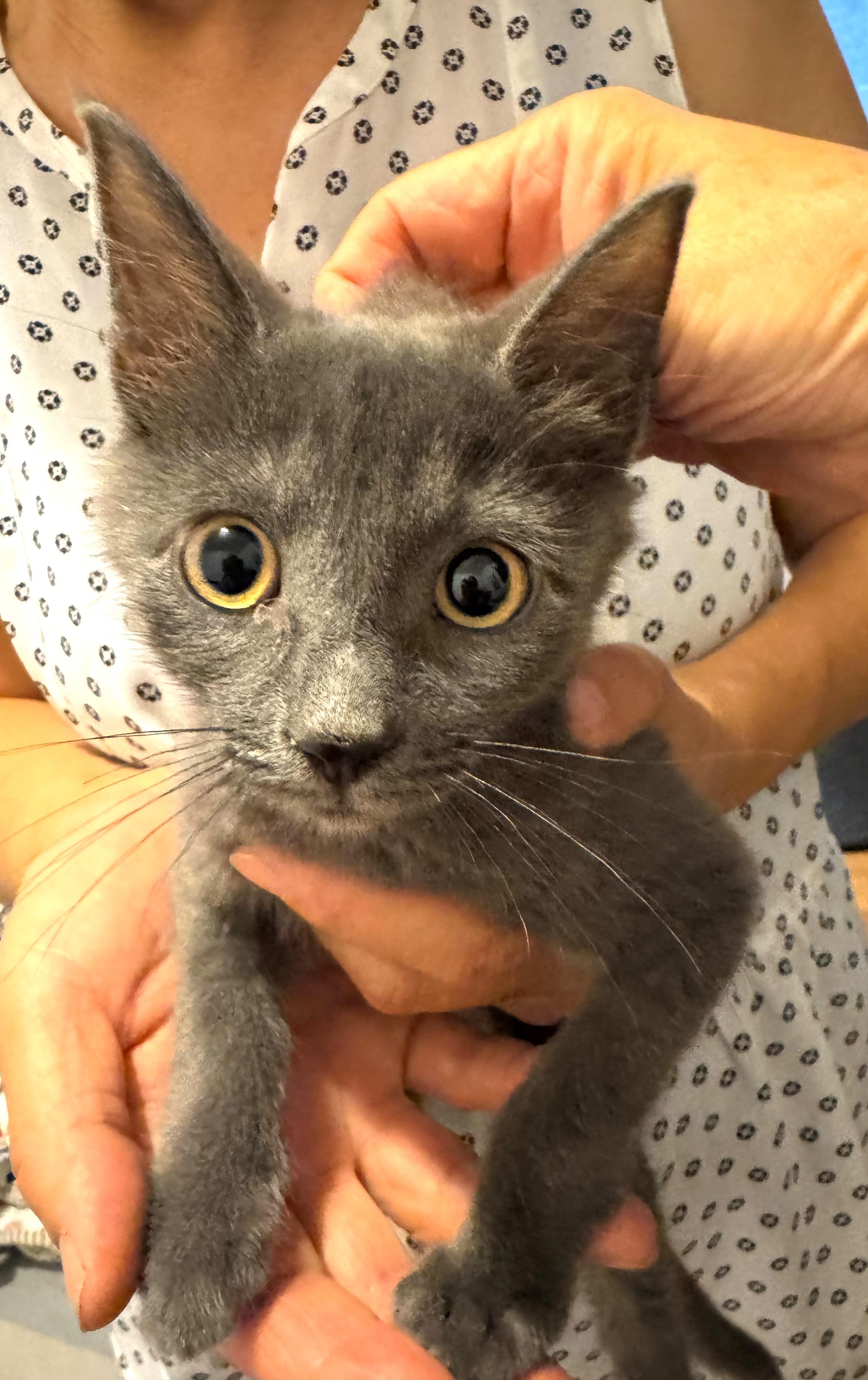 Enlarge Misty, a Adopted mixed breed in New York, NY image 6/6