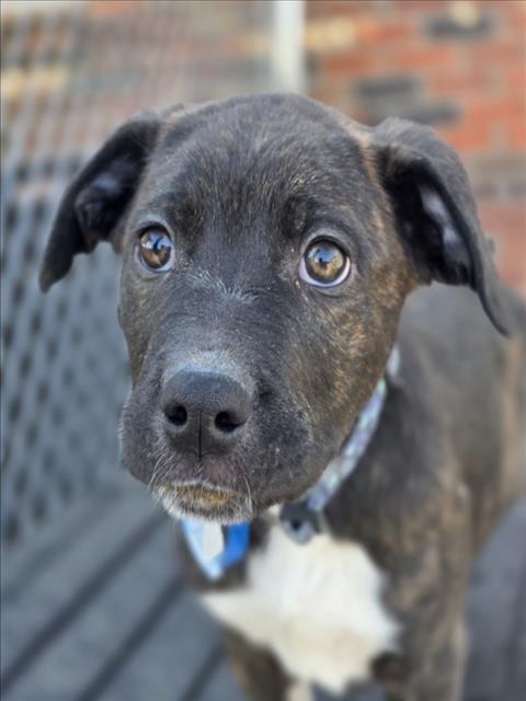 BANZAI, Adoptable, Puppy Male Cane Corso & Australian Cattle Dog / Blue Heeler.