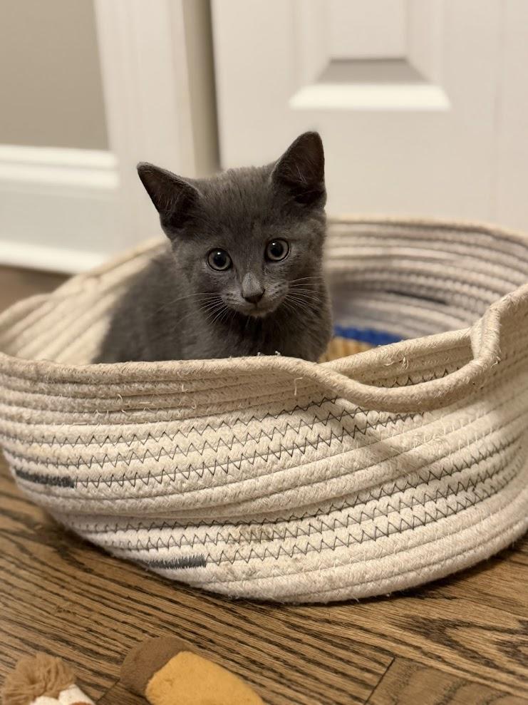 Rex, ADOPTABLE, Kitten Male Domestic Short Hair.