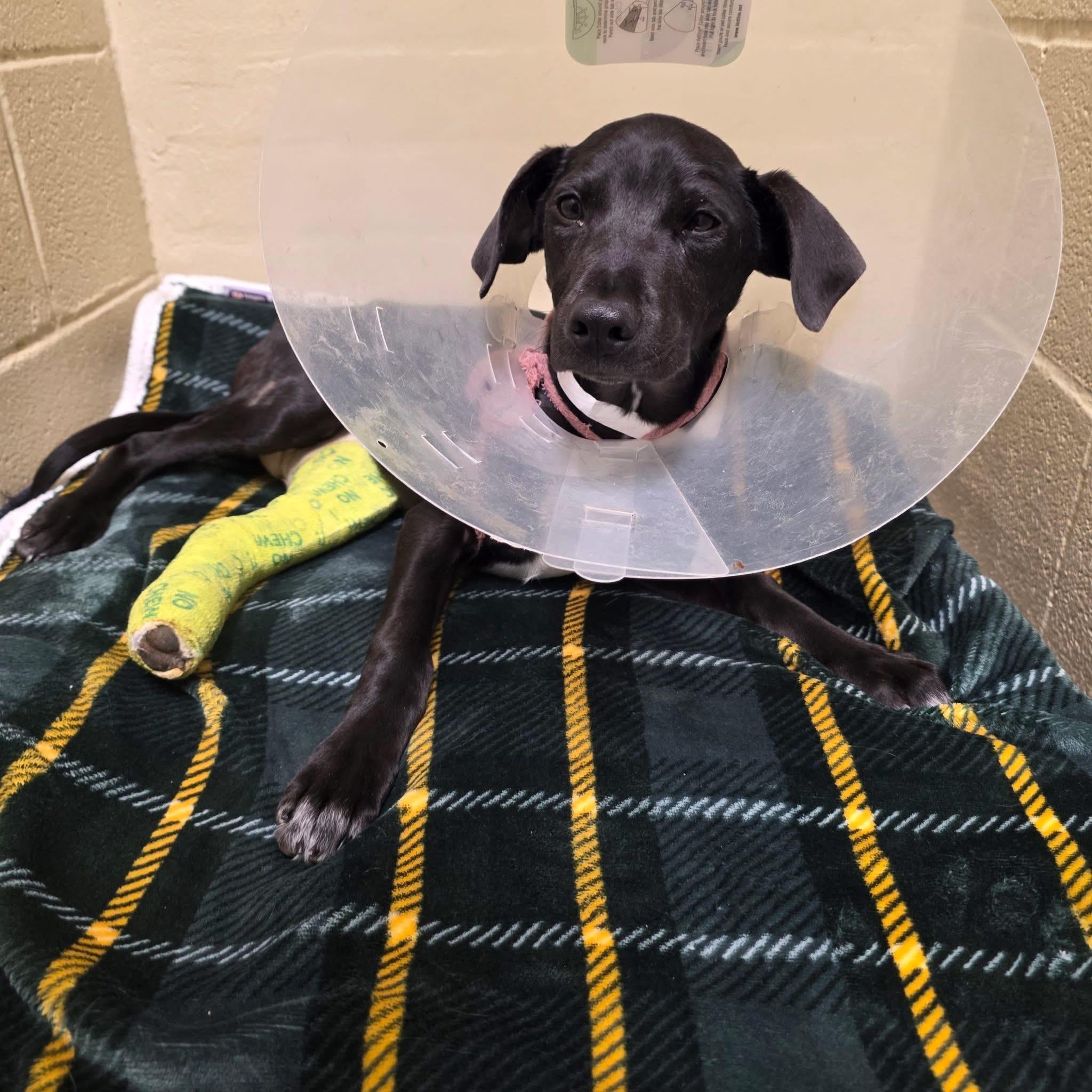 Kona — thumbnail 2