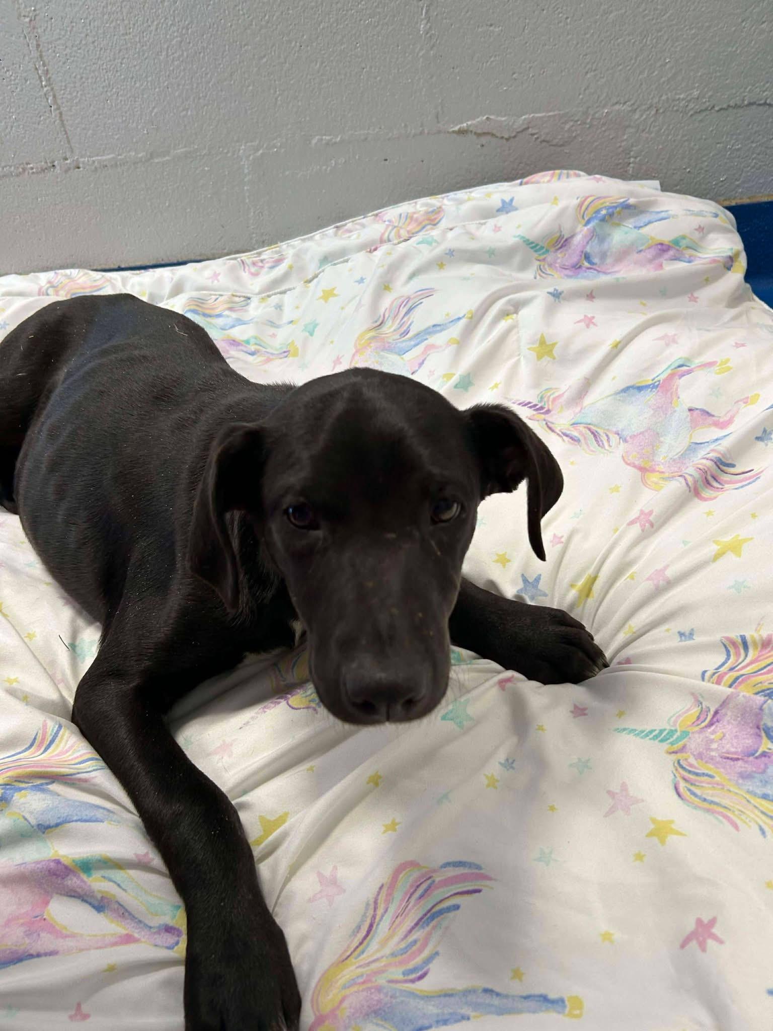 Kona — thumbnail 3