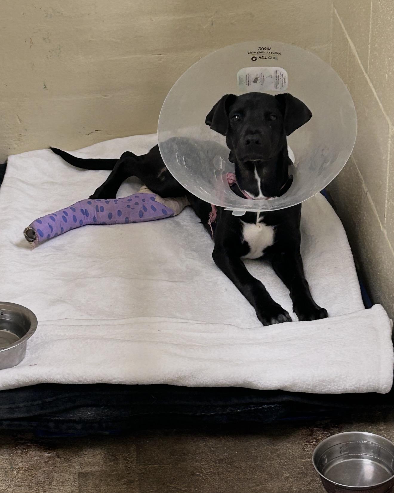 Kona — thumbnail 4