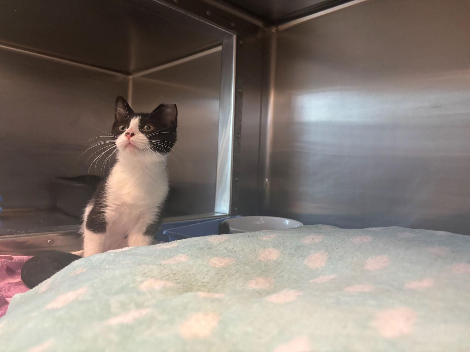 Little Tux, Adopted, Young Male Tuxedo.