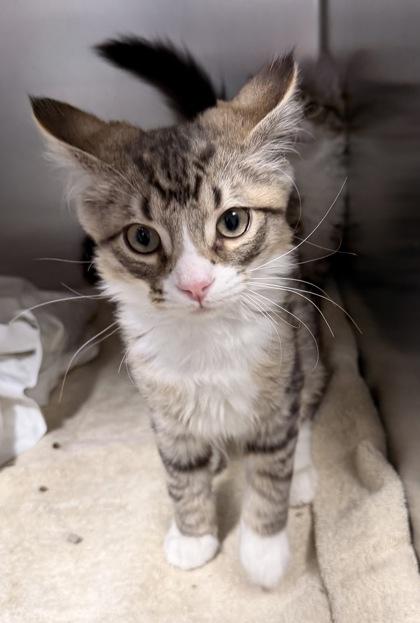 Enlarge Blossom, an adopted Domestic Medium Hair in Annapolis, MD image 2/2