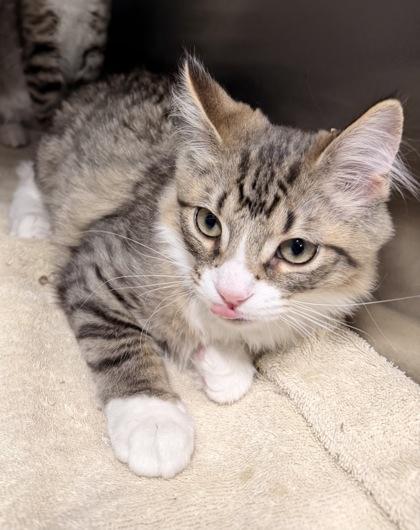 Enlarge Blossom, an adopted Domestic Medium Hair in Annapolis, MD image 1/2