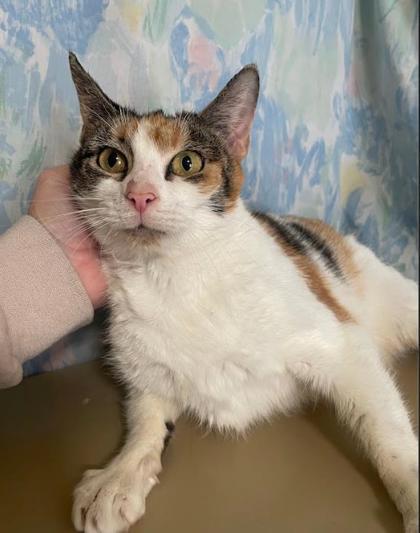 Brewer, Adoptable, Young Female Domestic Short Hair & Domestic Short Hair.