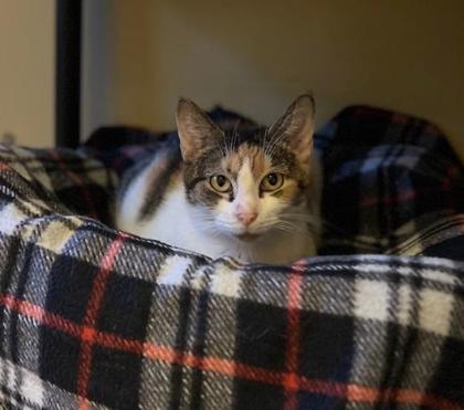 Enlarge Brewer, a Adoptable Domestic Short Hair in Bloomsburg, PA image 2/2