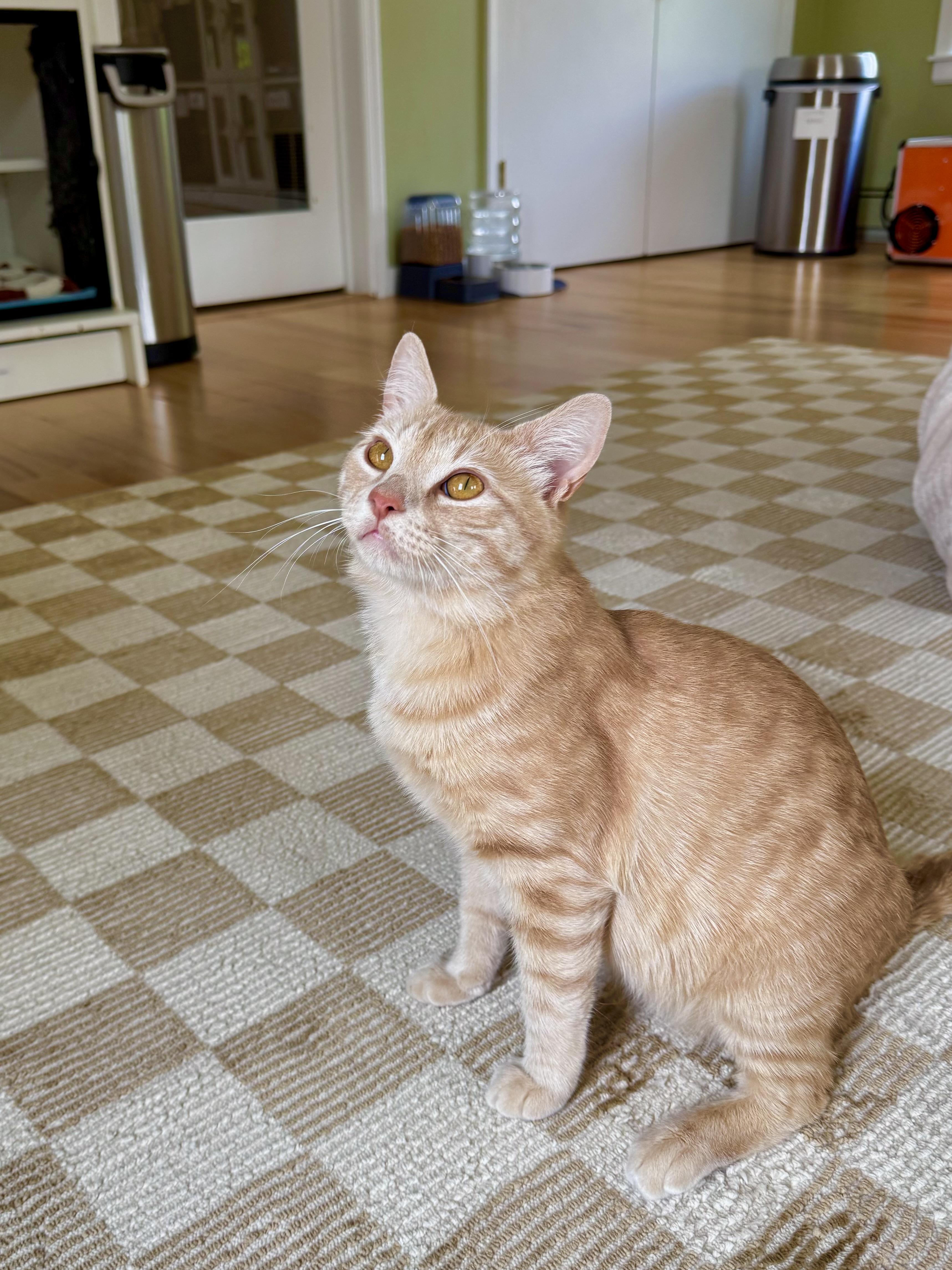 Enlarge Alfredo, a ADOPTABLE Domestic Short Hair in Ramsey, NJ image 2/6