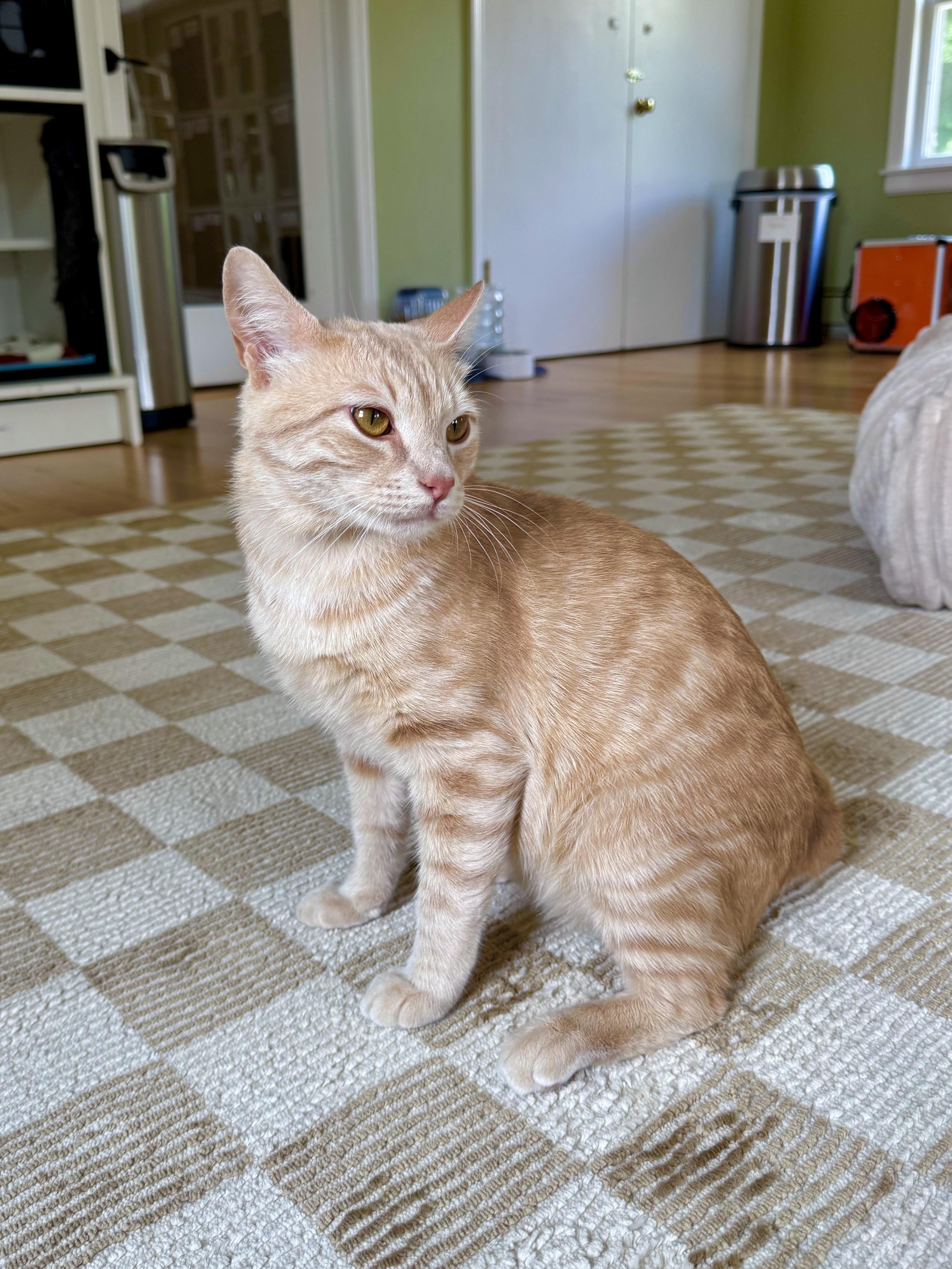 Enlarge Alfredo, a ADOPTABLE Domestic Short Hair in Ramsey, NJ image 4/6