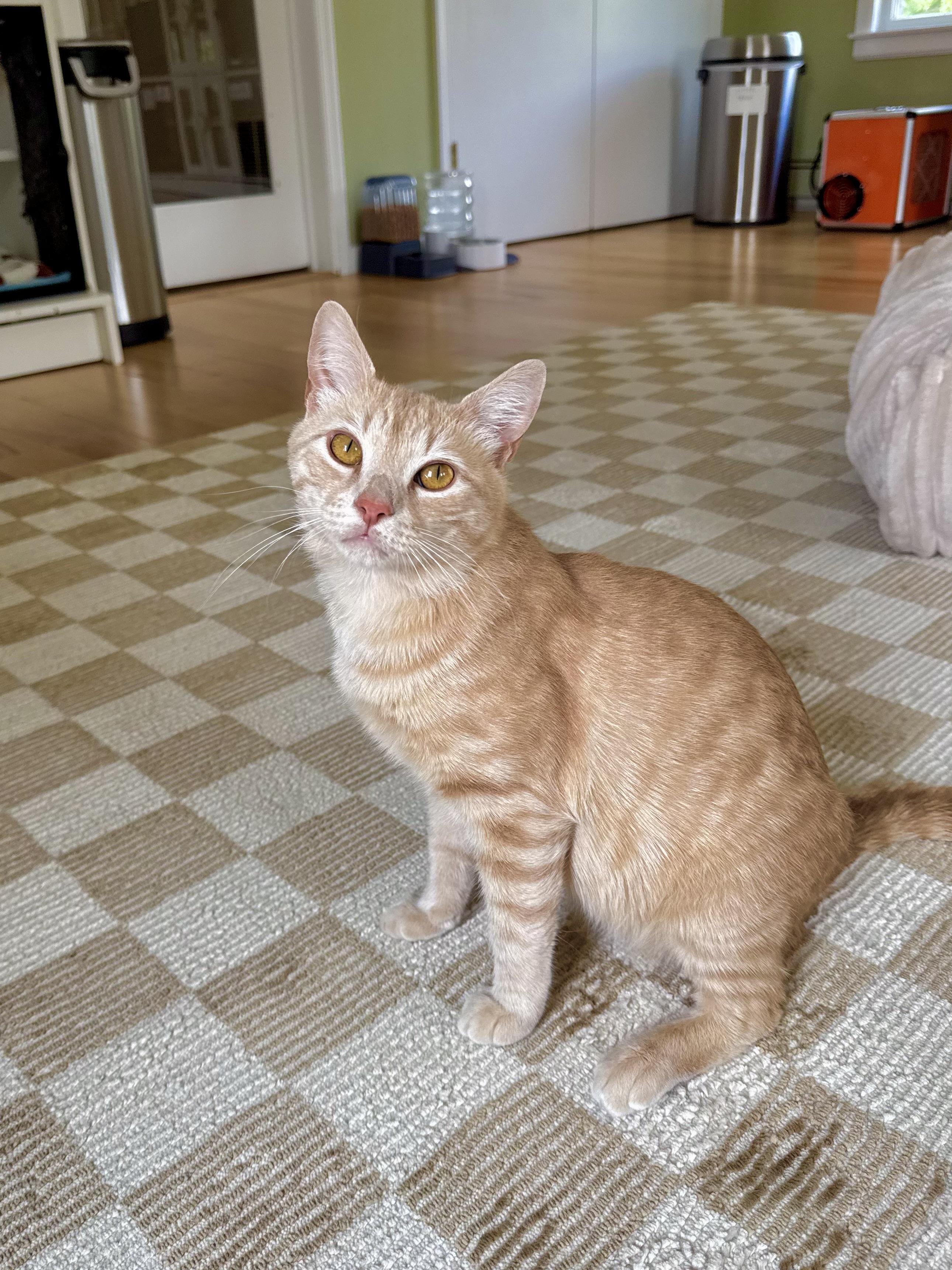Enlarge Alfredo, a ADOPTABLE Domestic Short Hair in Ramsey, NJ image 1/6