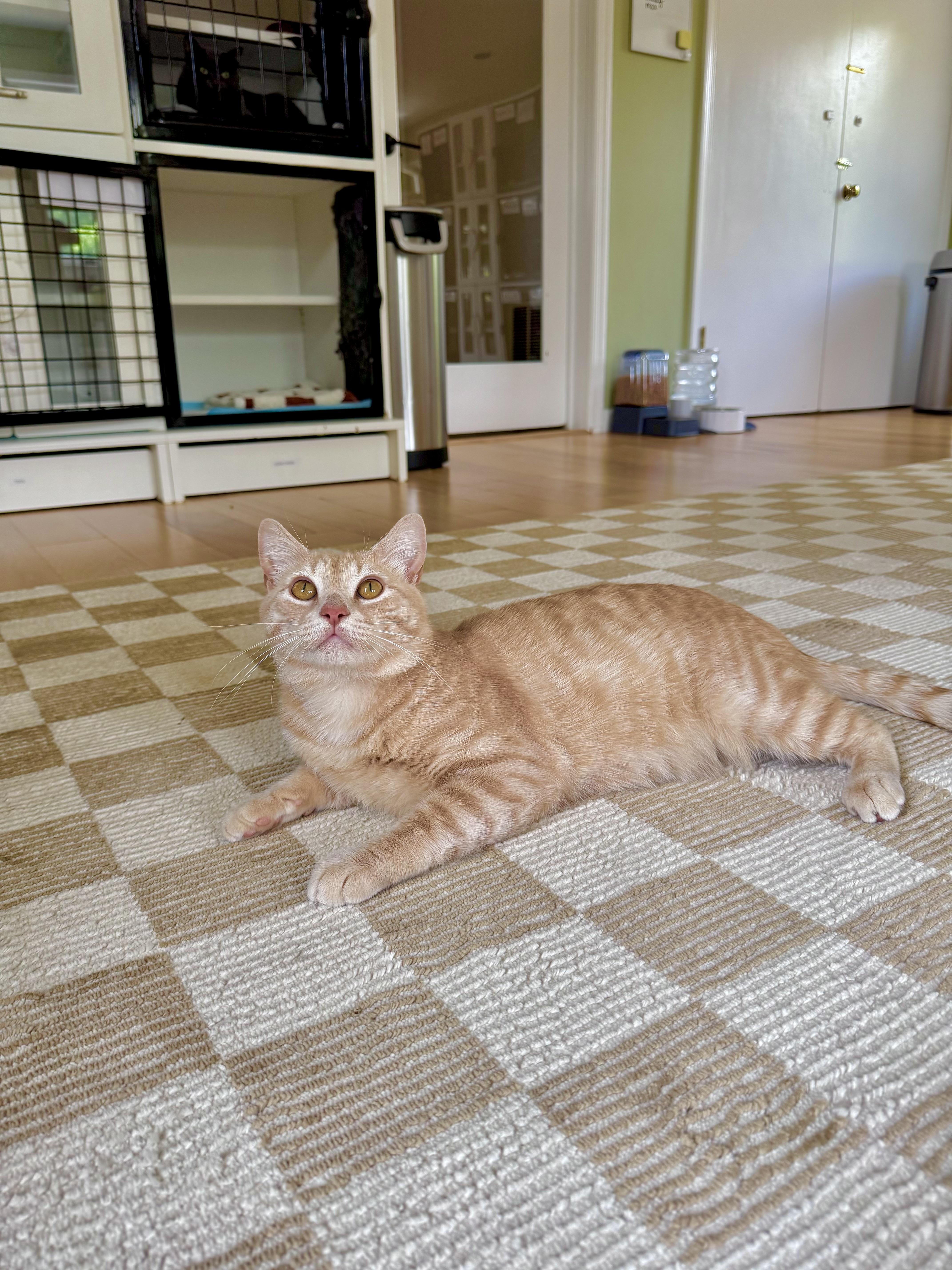Enlarge Alfredo, a ADOPTABLE Domestic Short Hair in Ramsey, NJ image 3/6