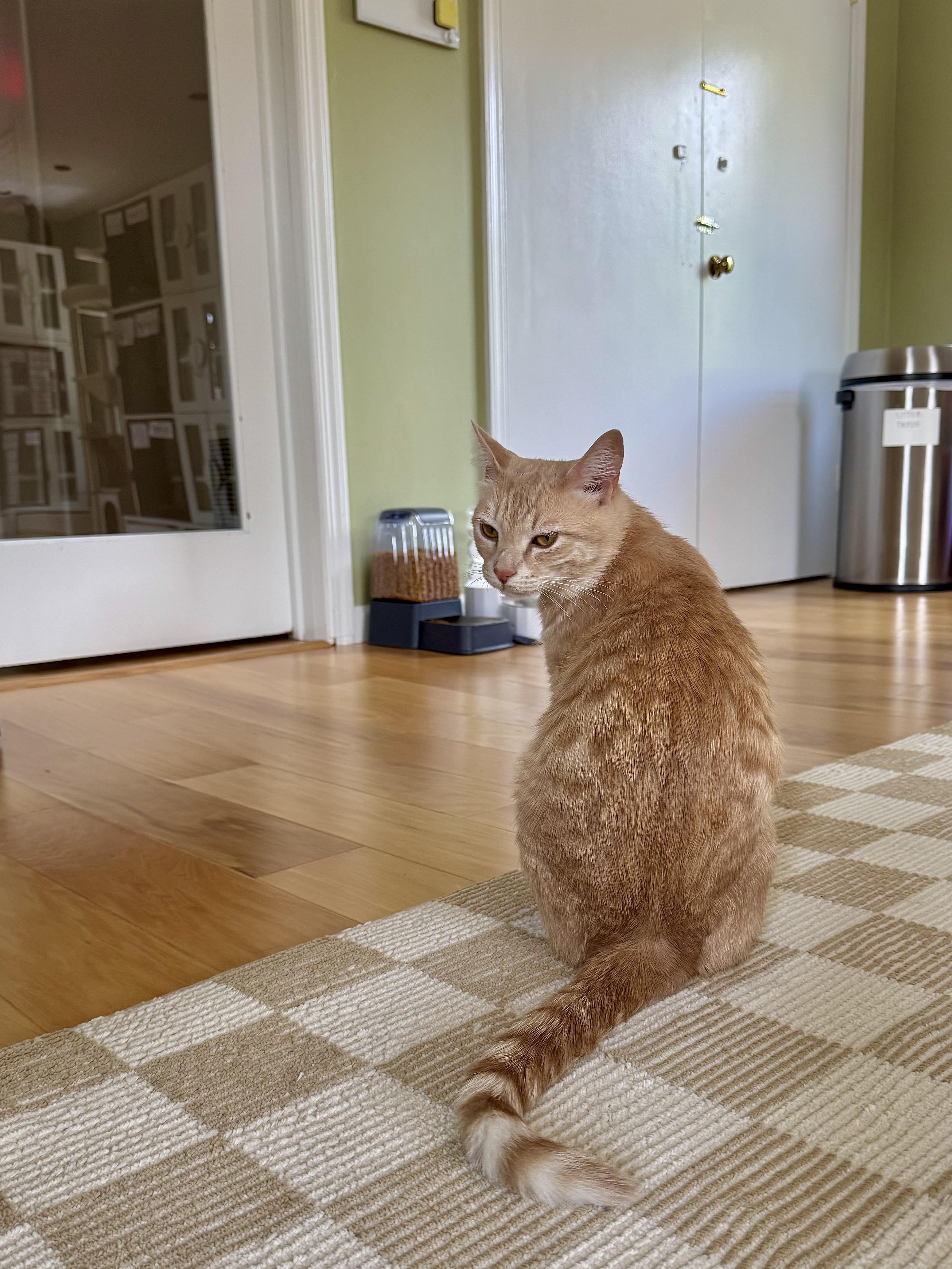 Enlarge Alfredo, a ADOPTABLE Domestic Short Hair in Ramsey, NJ image 5/6