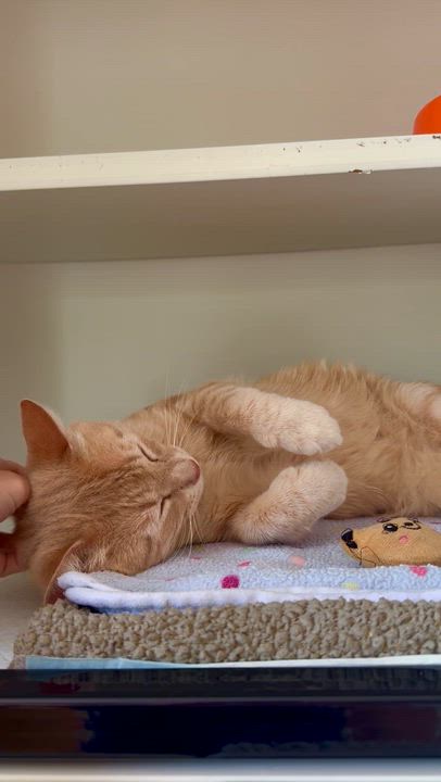 Enlarge Alfredo, a ADOPTABLE Domestic Short Hair in Ramsey, NJ video 6/6