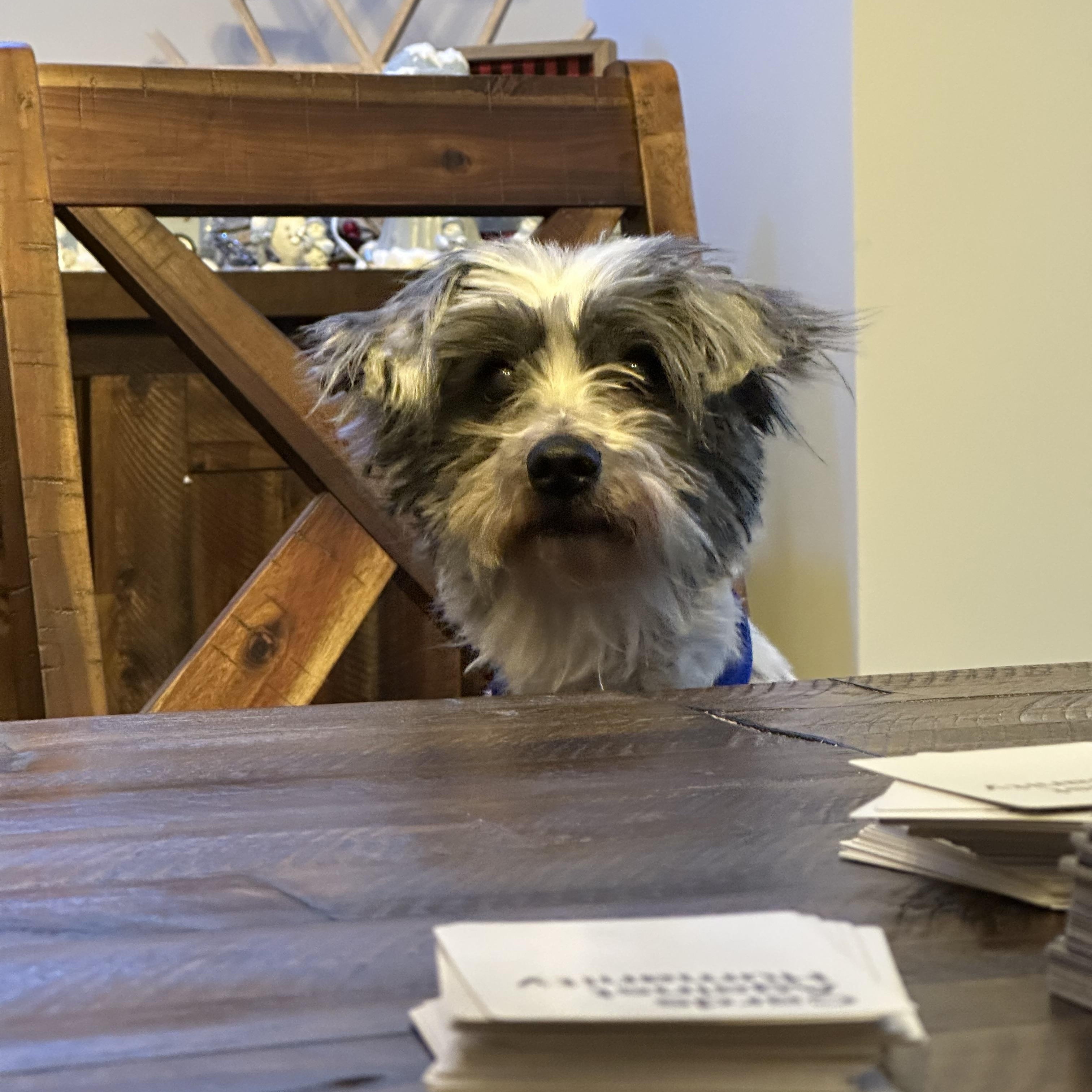 Enlarge Medic--LOVES HIS TEDDY, a ADOPTABLE mixed breed in Franklin, TN image 1/3