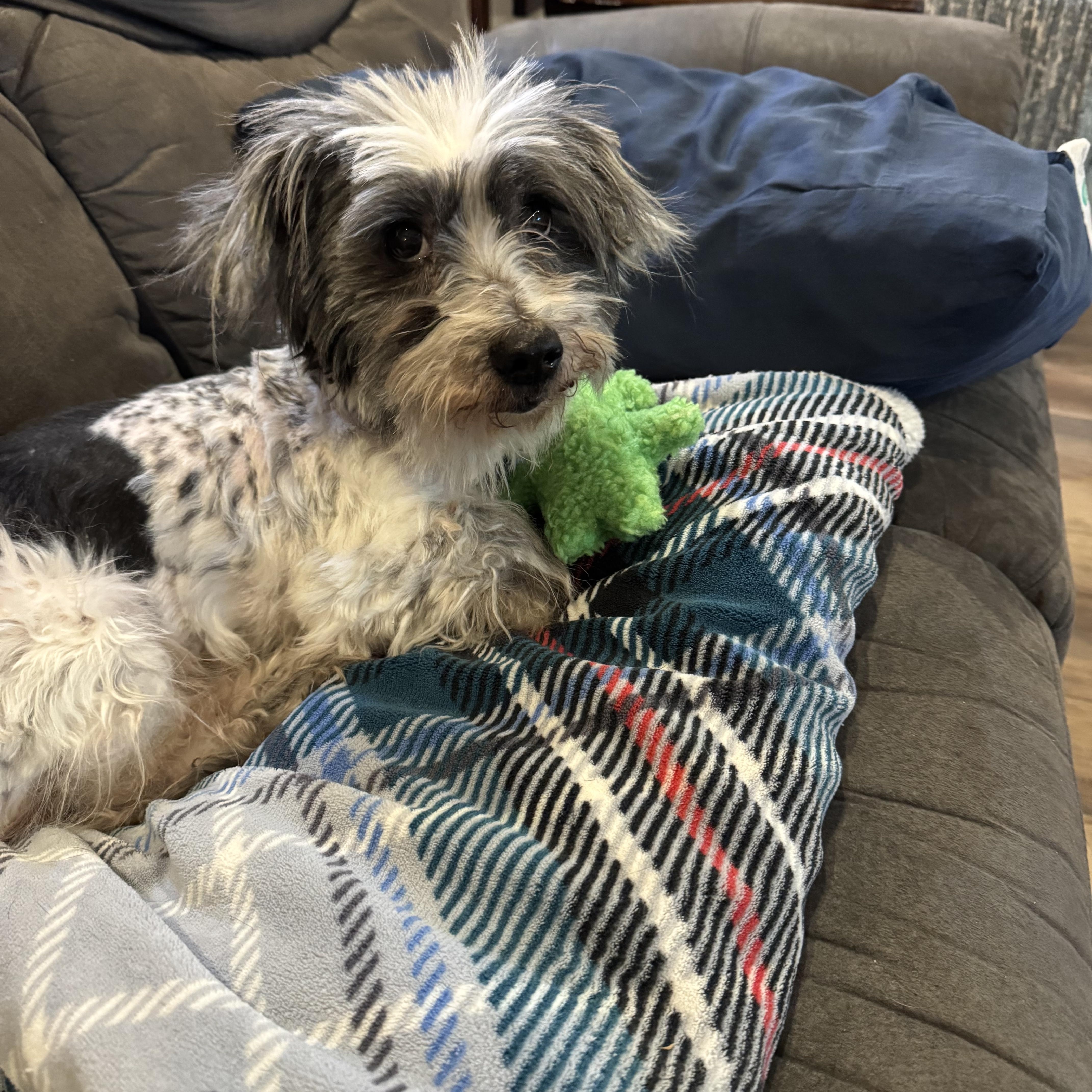 Medic--LOVES HIS TEDDY, ADOPTABLE, Adult Male Terrier.