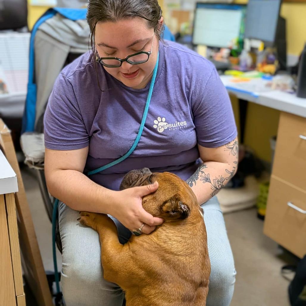 Bongo, Adoptable, Young Male English Bulldog.