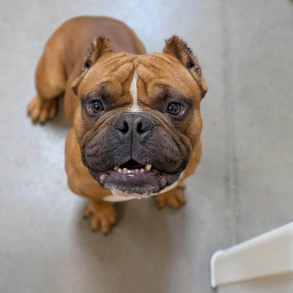 Enlarge Bongo, a Adoptable English Bulldog in Zuni, VA image 2/6